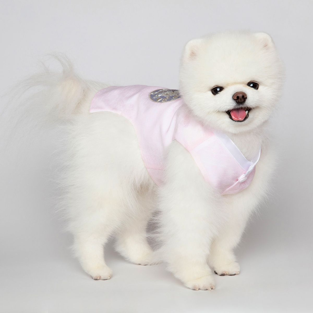 메종드독(MAISON DE DOG) 푸르내당의 강아지한복