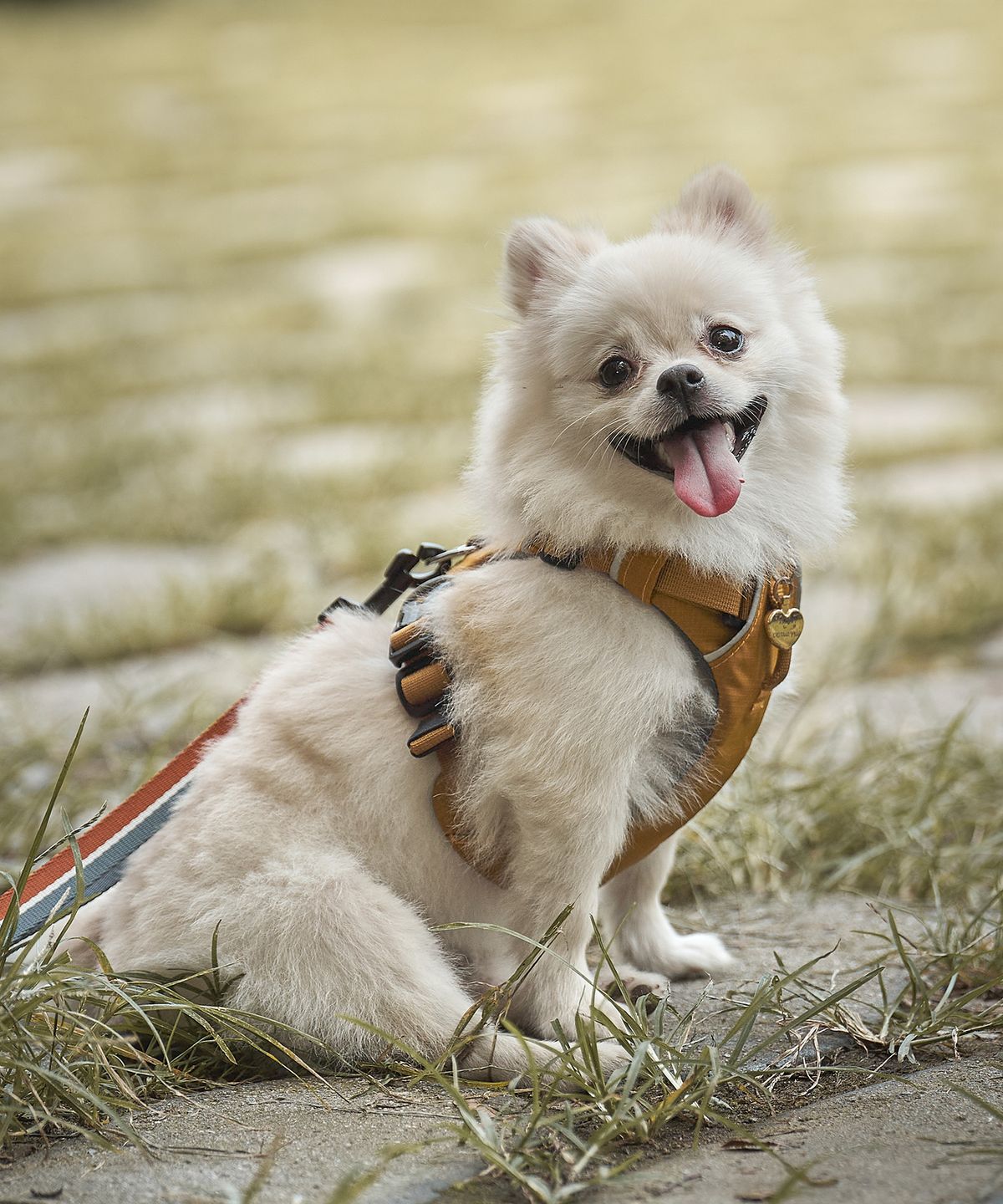 젠틀우프(GENTLWUFF) 조거 강아지 하네스 Jogger Harness (3size)
