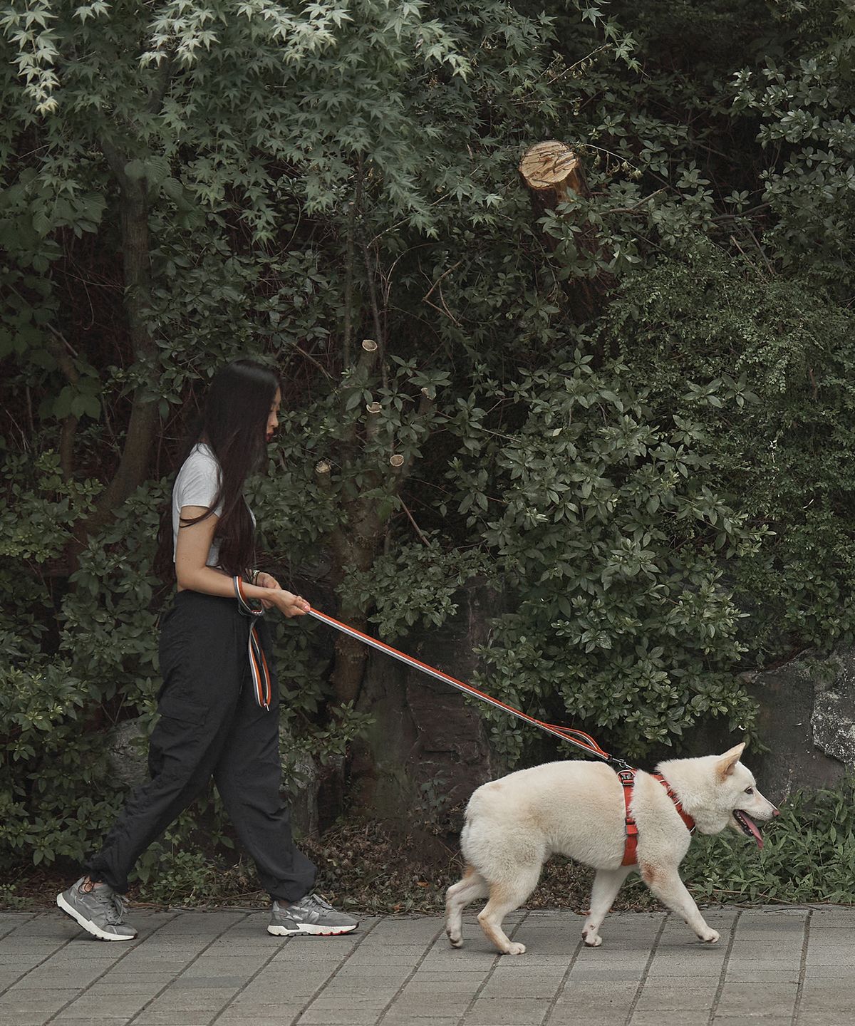 젠틀우프(GENTLWUFF) 조거 강아지 하네스 Jogger Harness (3size)