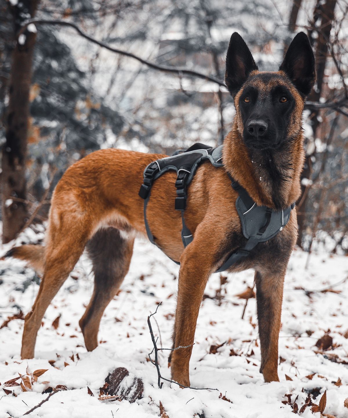 젠틀우프(GENTLWUFF) 젠틀우프 트레일러너 강아지 하네스 Trailrunner Harness (3size)