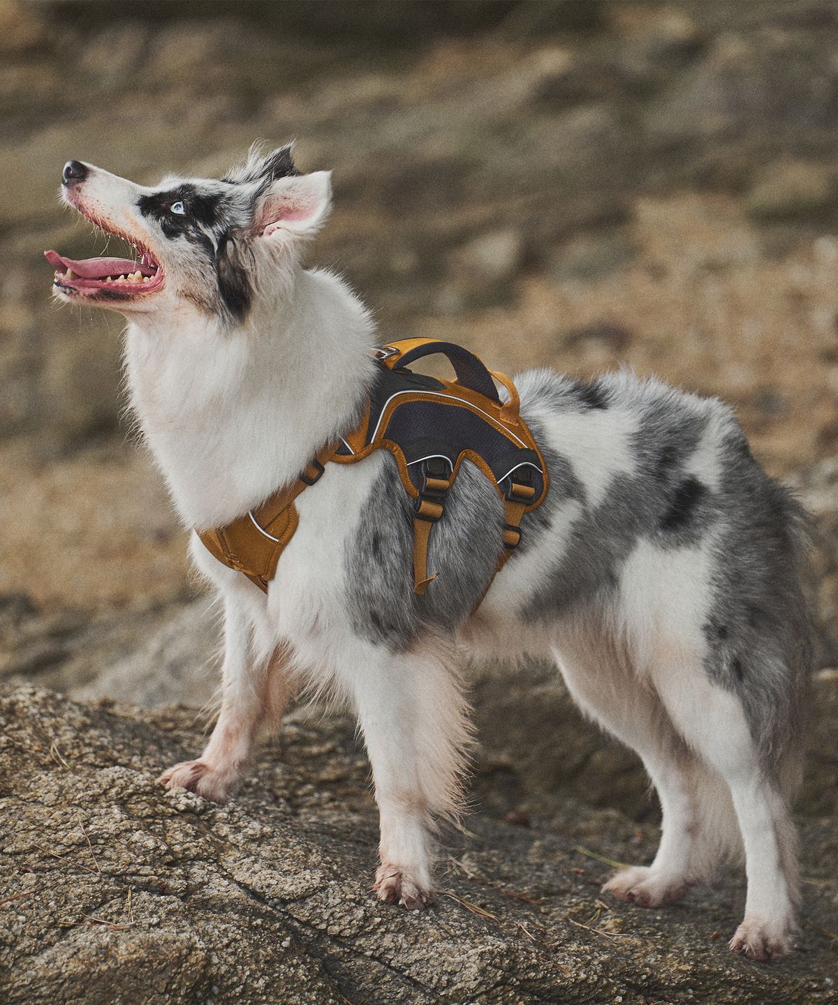 젠틀우프(GENTLWUFF) 젠틀우프 트레일러너 강아지 하네스 Trailrunner Harness (3size)