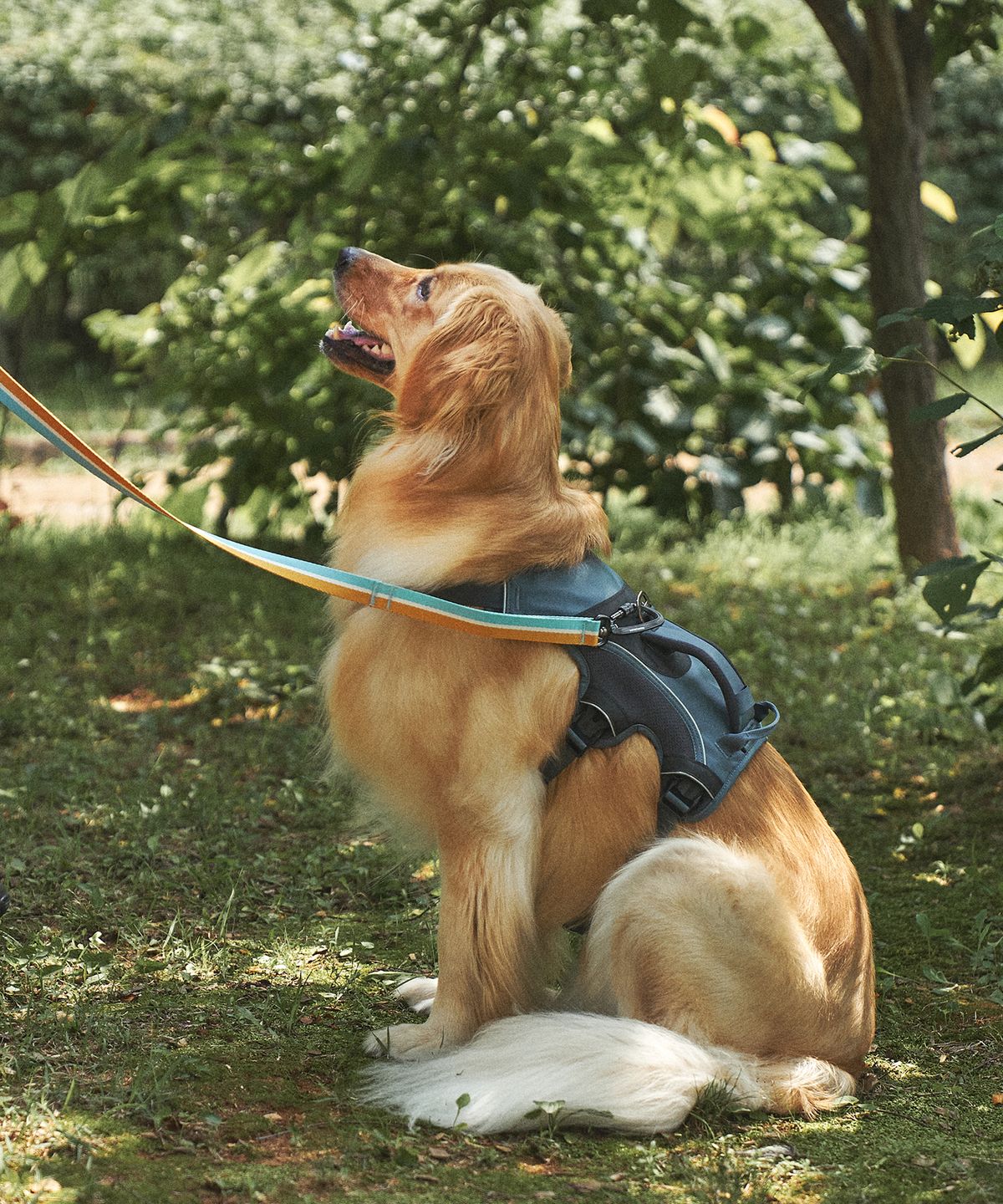 젠틀우프(GENTLWUFF) 젠틀우프 트레일러너 강아지 하네스 Trailrunner Harness (3size)