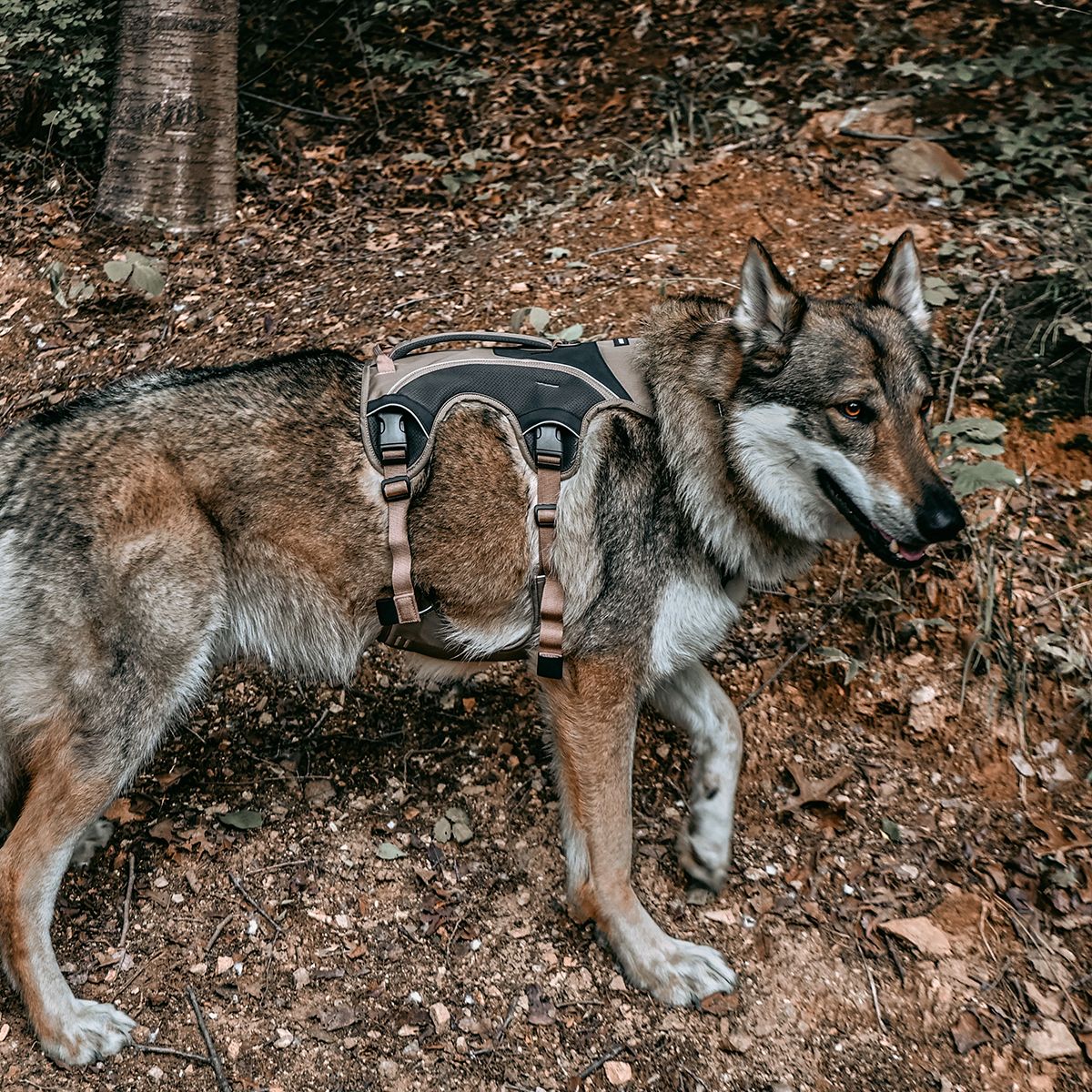 젠틀우프(GENTLWUFF) 젠틀우프 트레일러너 강아지 하네스 Trailrunner Harness (3size)