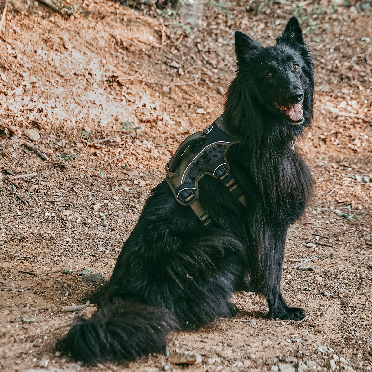 젠틀우프(GENTLWUFF) 젠틀우프 트레일러너 강아지 하네스 Trailrunner Harness (3size)