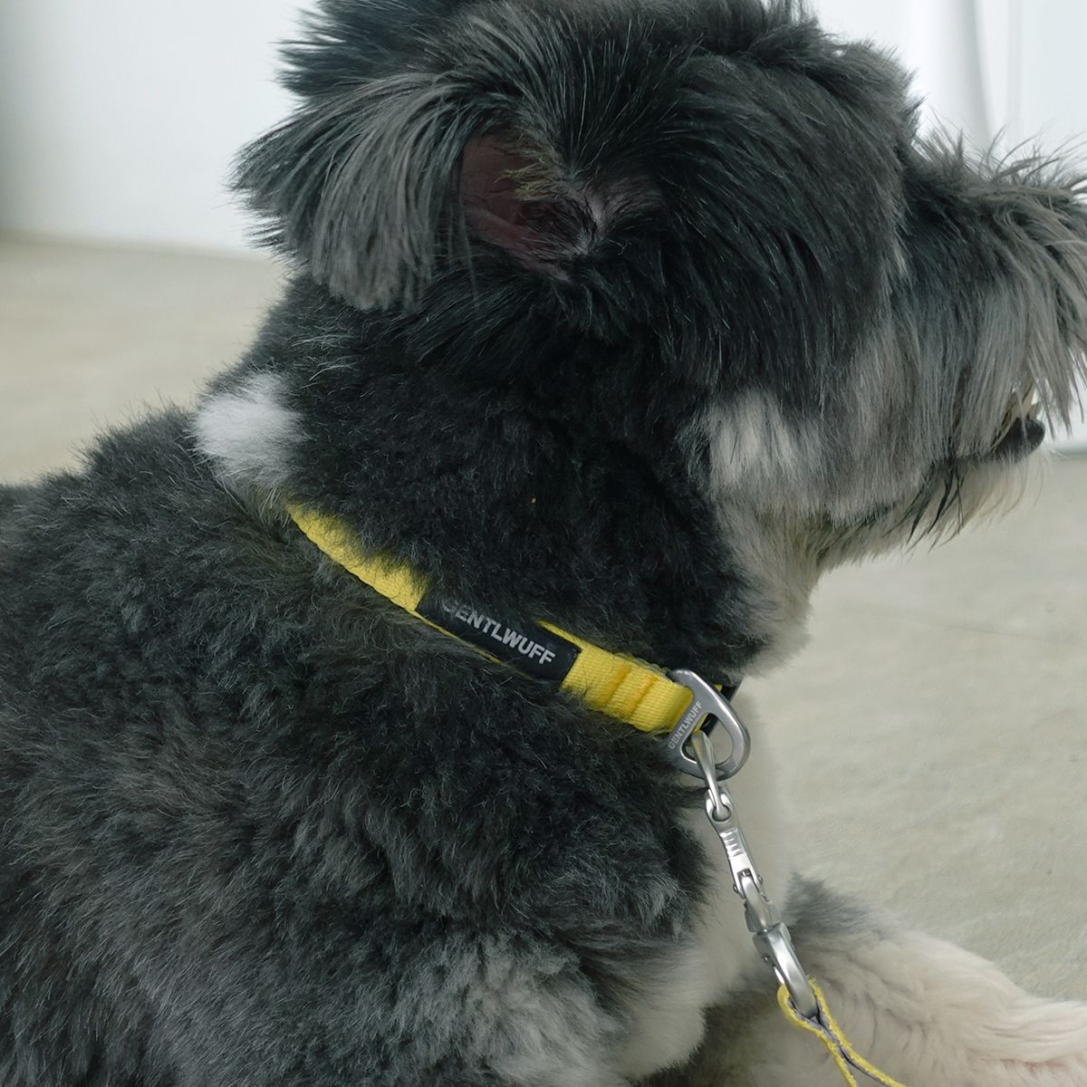 젠틀우프(GENTLWUFF) 강아지 목줄 Coloration Collar (3size)