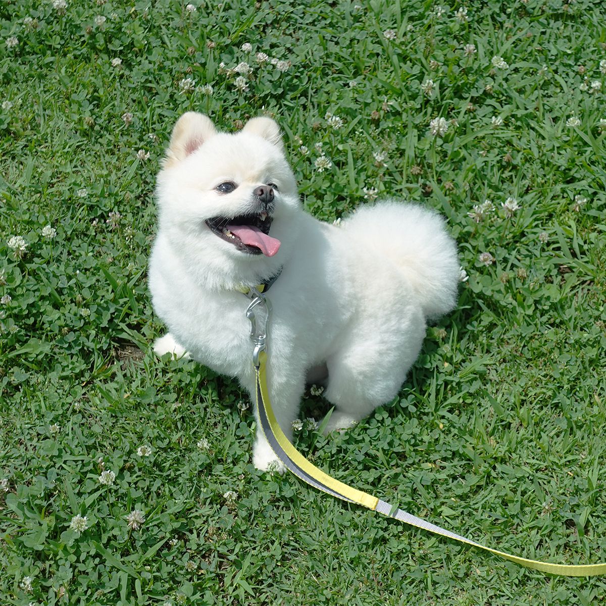 젠틀우프(GENTLWUFF) 강아지 리드줄 Coloration Leash (3size)