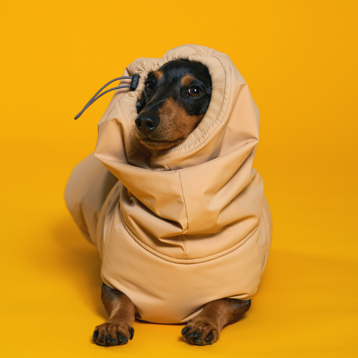엔젤도그(ANGEL DOG) 개따뜨텍 강아지 패딩 Beige