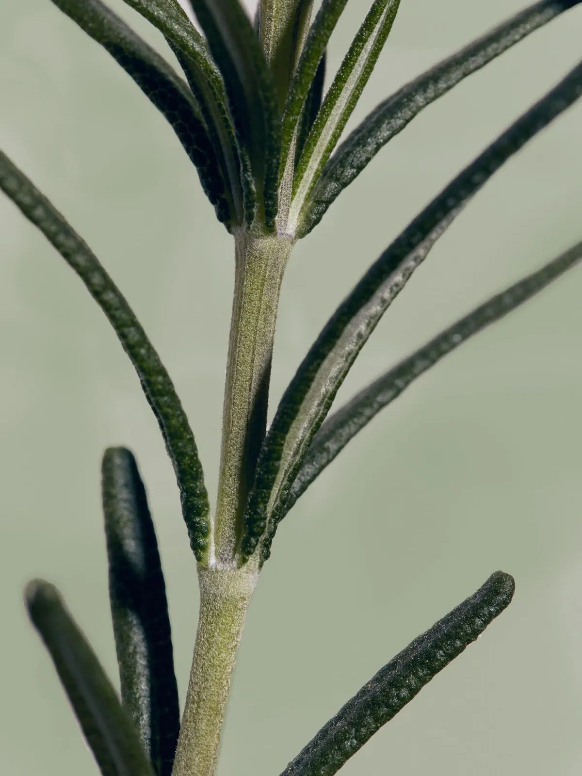 아로마티카(AROMATICA) (두피 딥클렌징) 로즈마리 스칼프 스크럽 165G