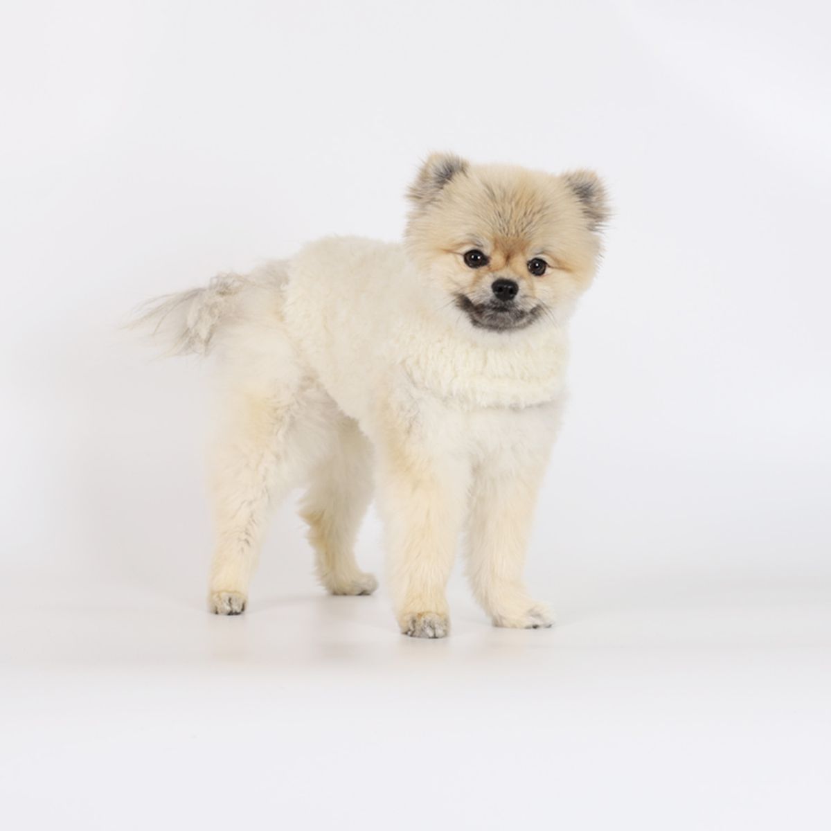 몽루(MONLOUP) 퍼 블랭킷