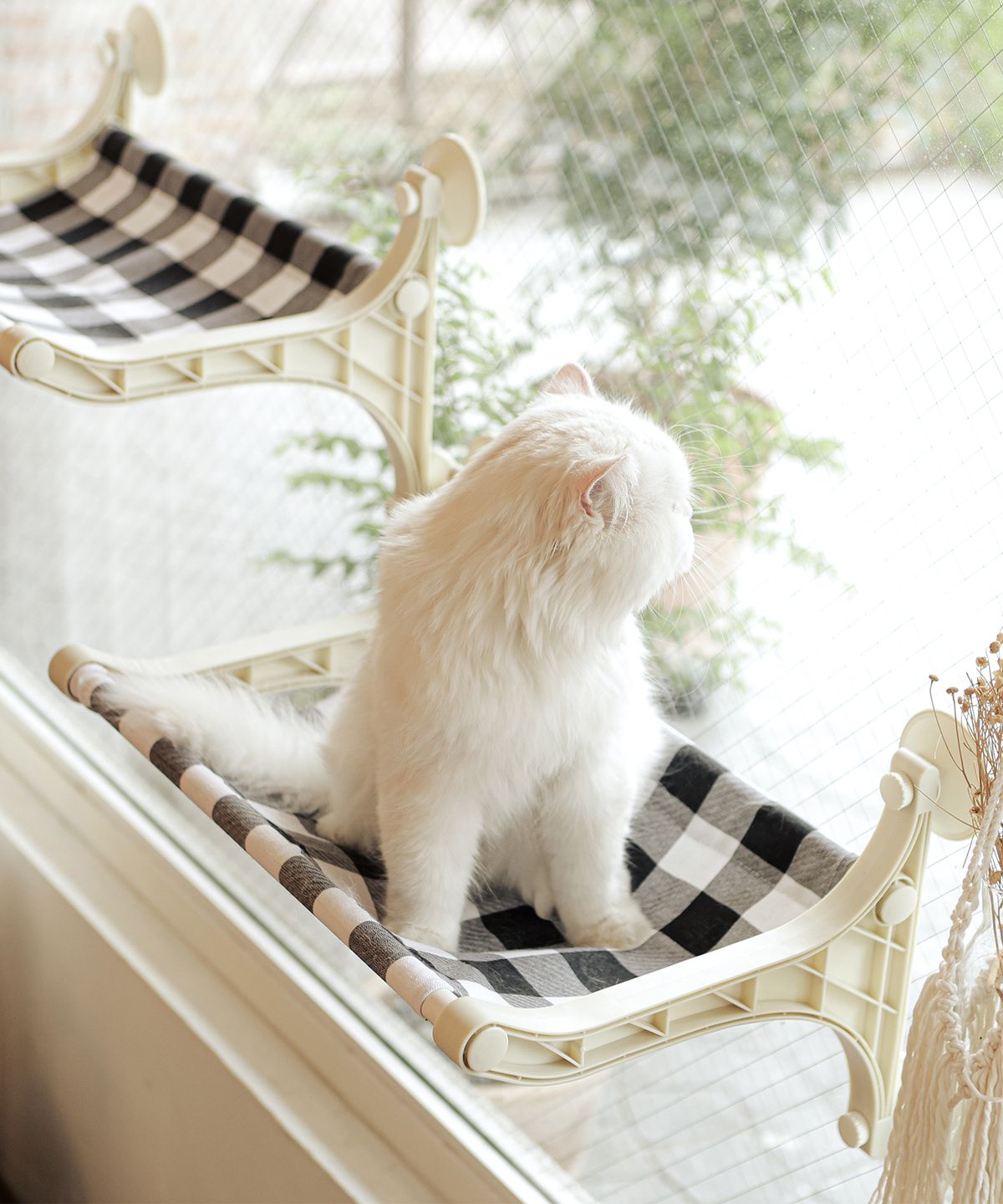 펫케어(PETCARE) 코코해먹
