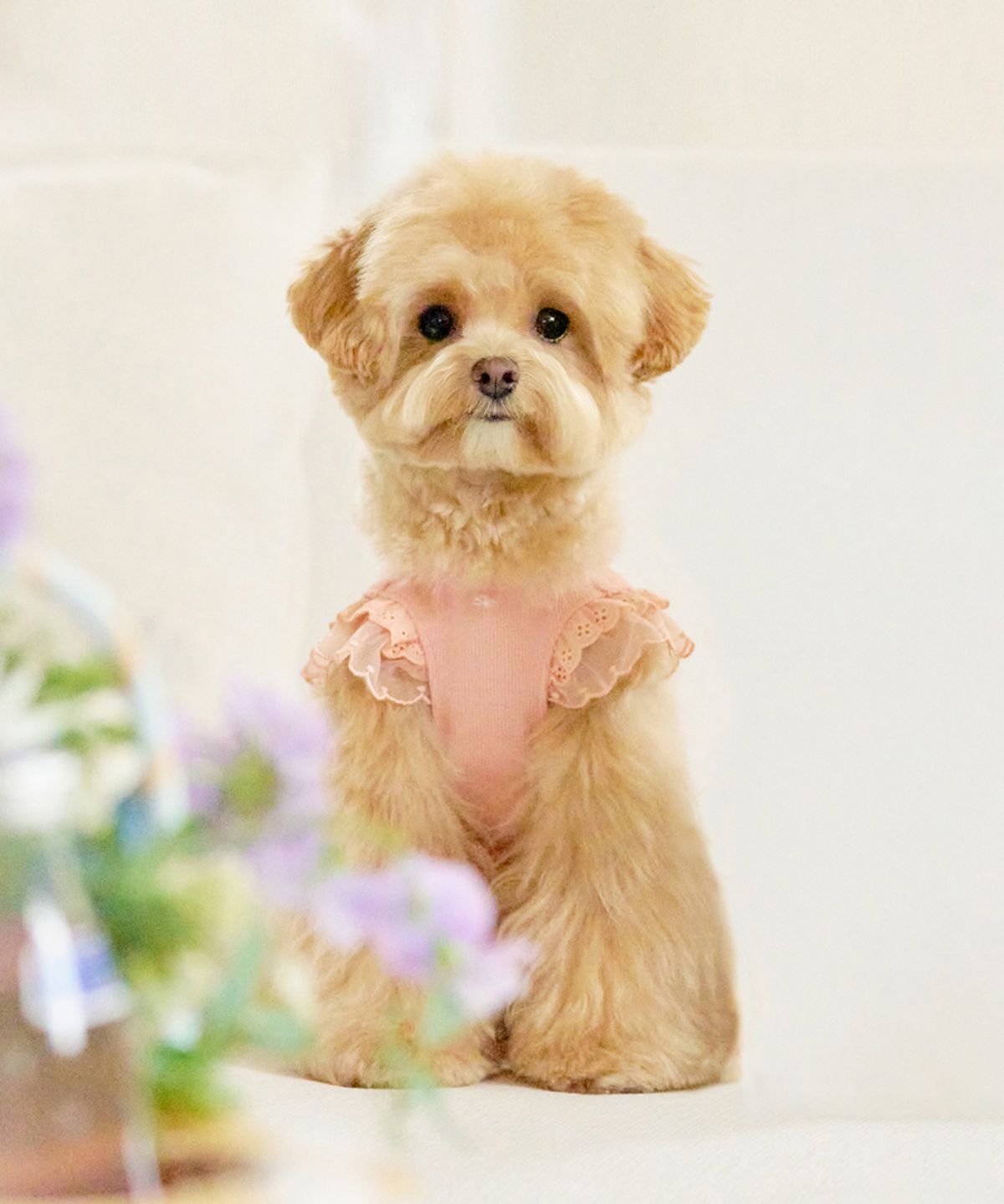 마이리틀독(MY LITTLE DOG) 블라썸 프릴 스웻셔츠[2color]