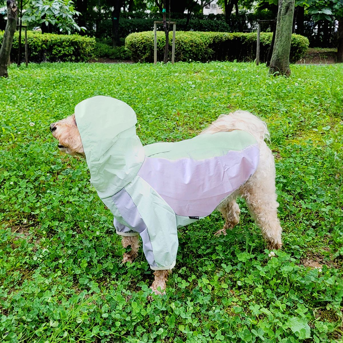 레토(LETO) 강아지옷 우비 바람막이
