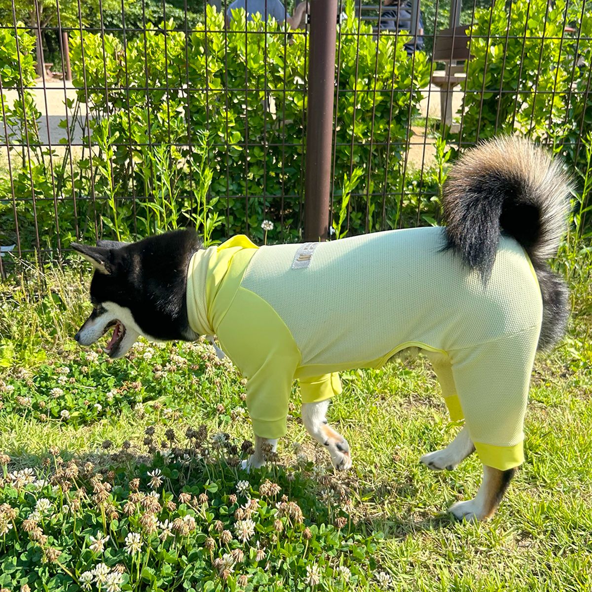 니즈더펫(NEEDS THE PET) 인터라켄 강아지 올인원 쿨피트웨어