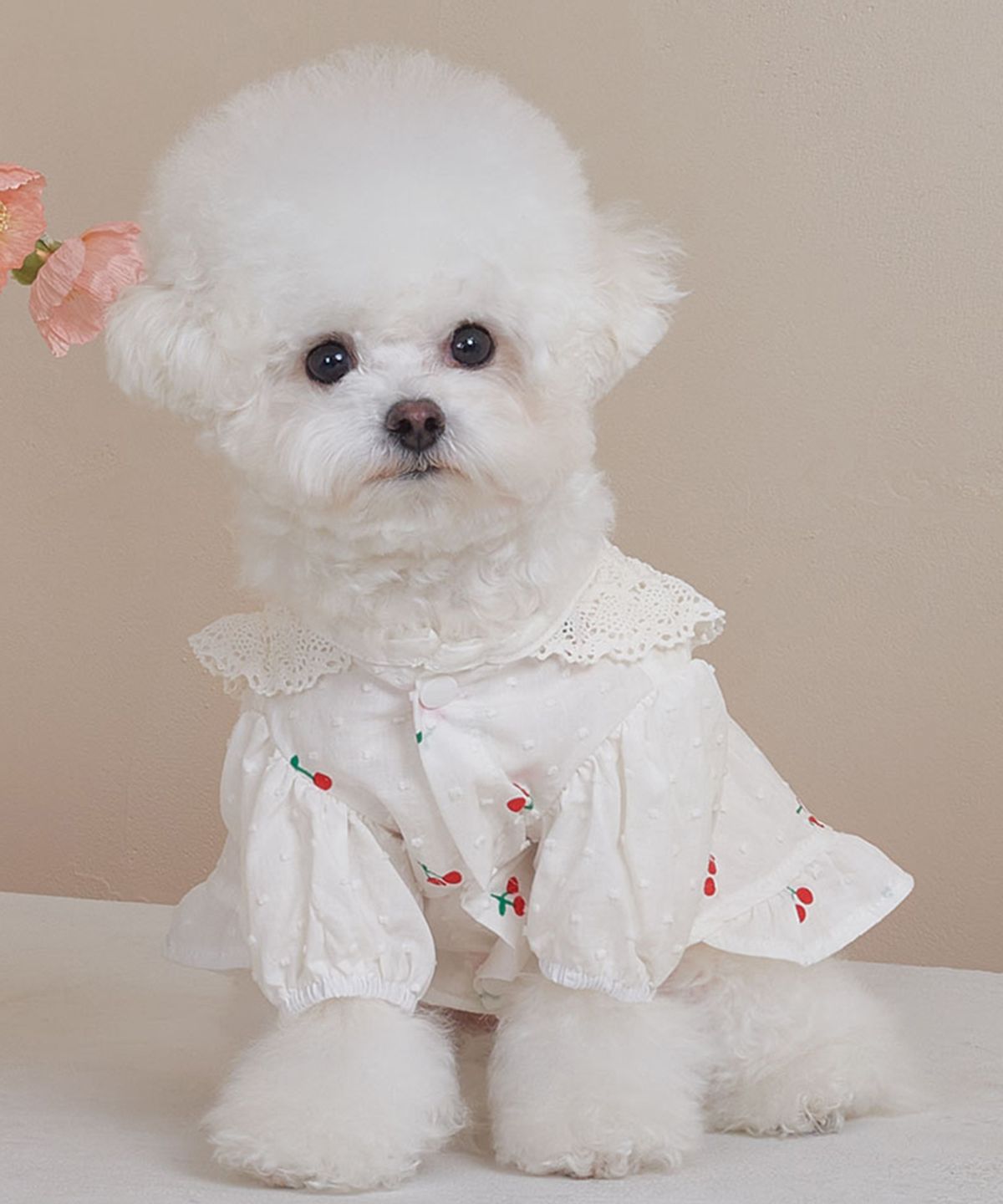 베일리(BAILEY) 강아지 체리 코코 원피스 화이트