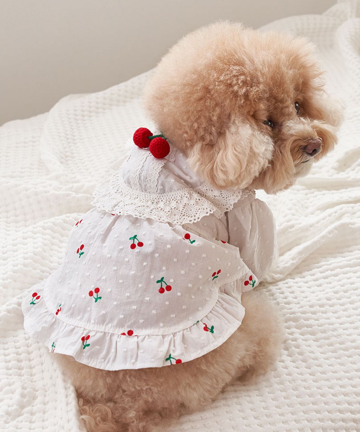 베일리(BAILEY) 강아지 체리 코코 원피스 화이트