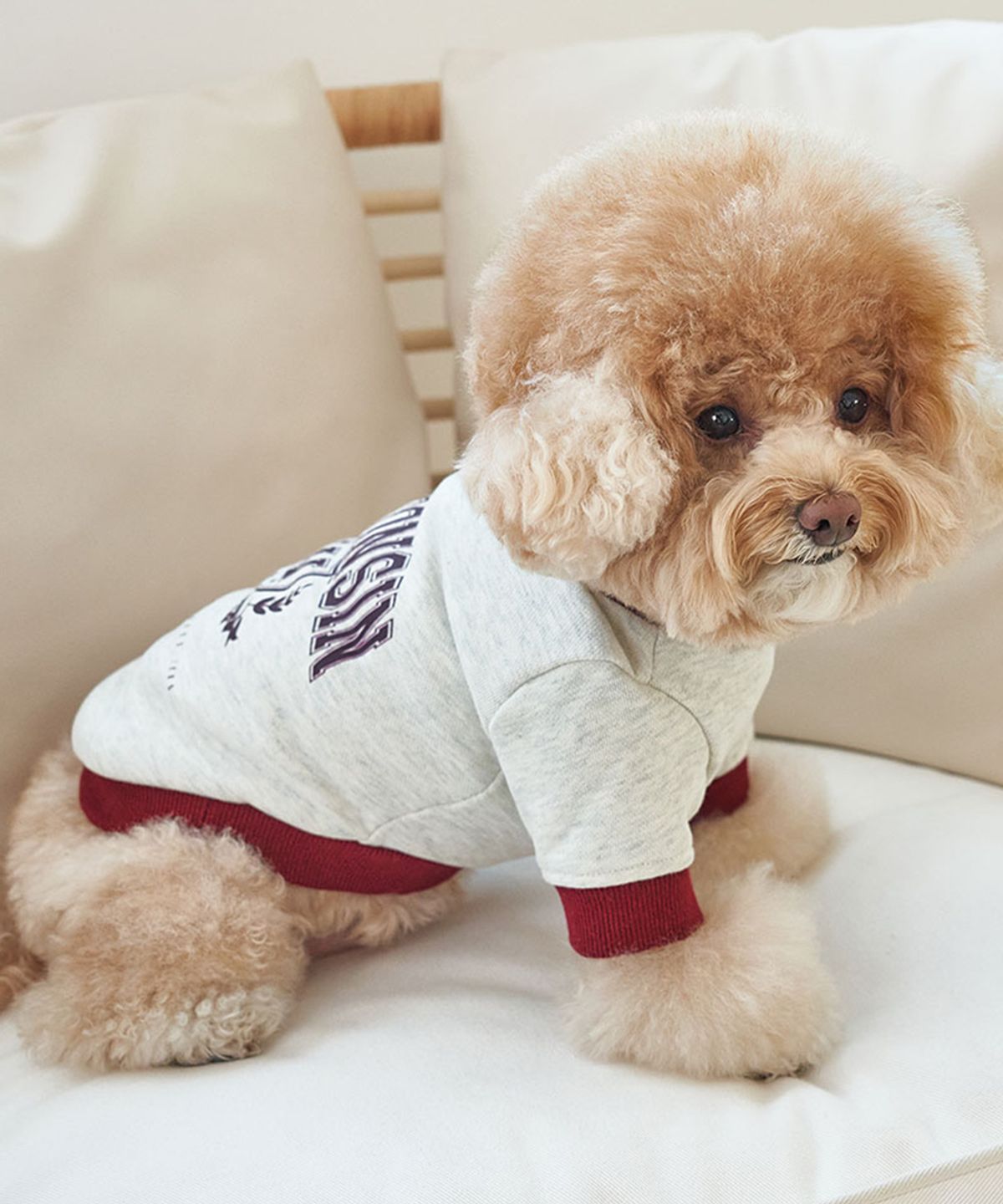 베일리(BAILEY) 강아지옷 대학 맨투맨 티셔츠 버건디