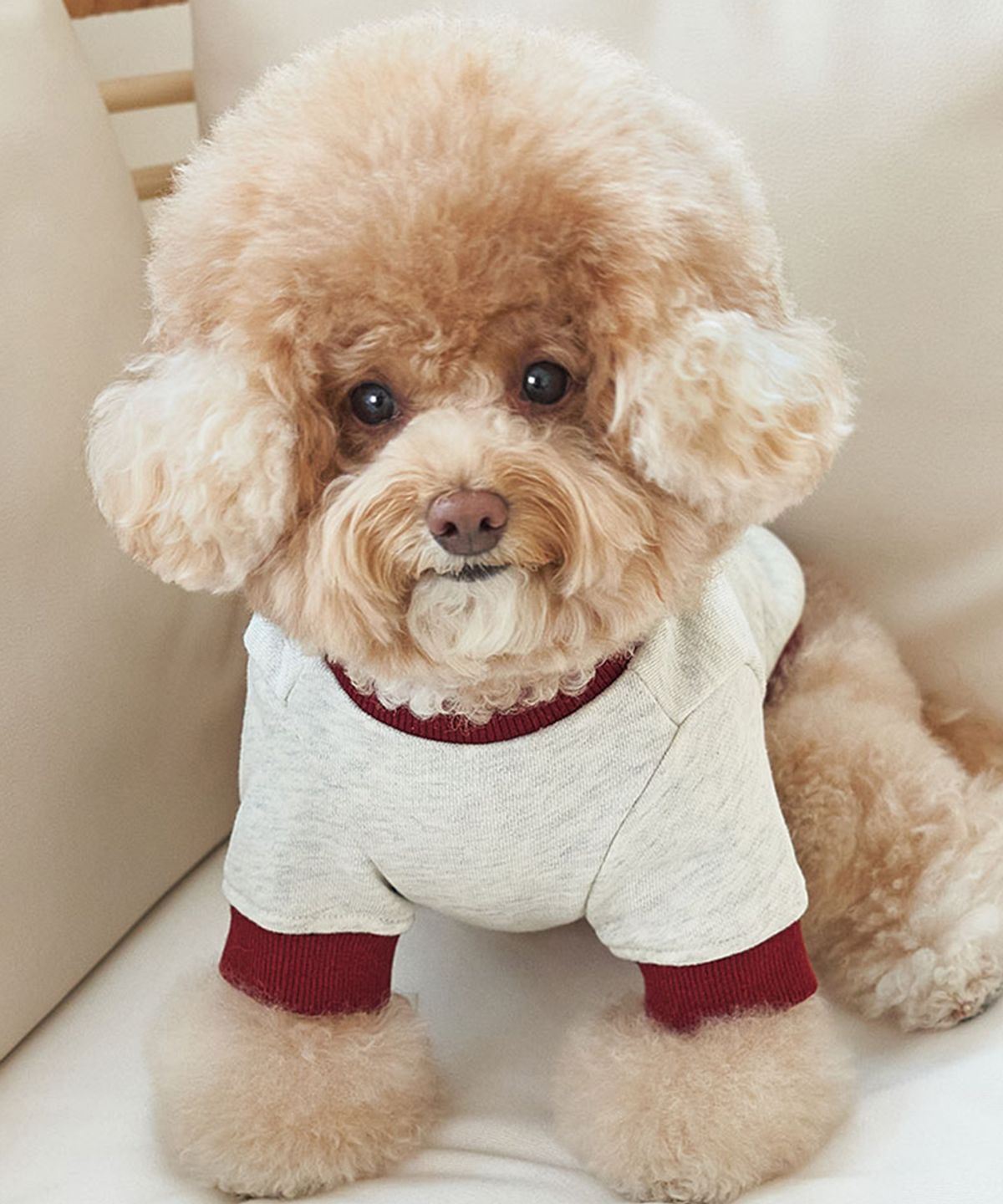 베일리(BAILEY) 강아지옷 대학 맨투맨 티셔츠 버건디