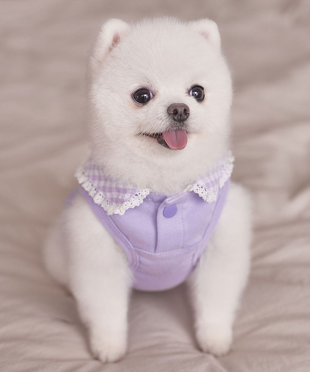 베일리(BAILEY) 강아지실내복 코지 세라티 라벤더
