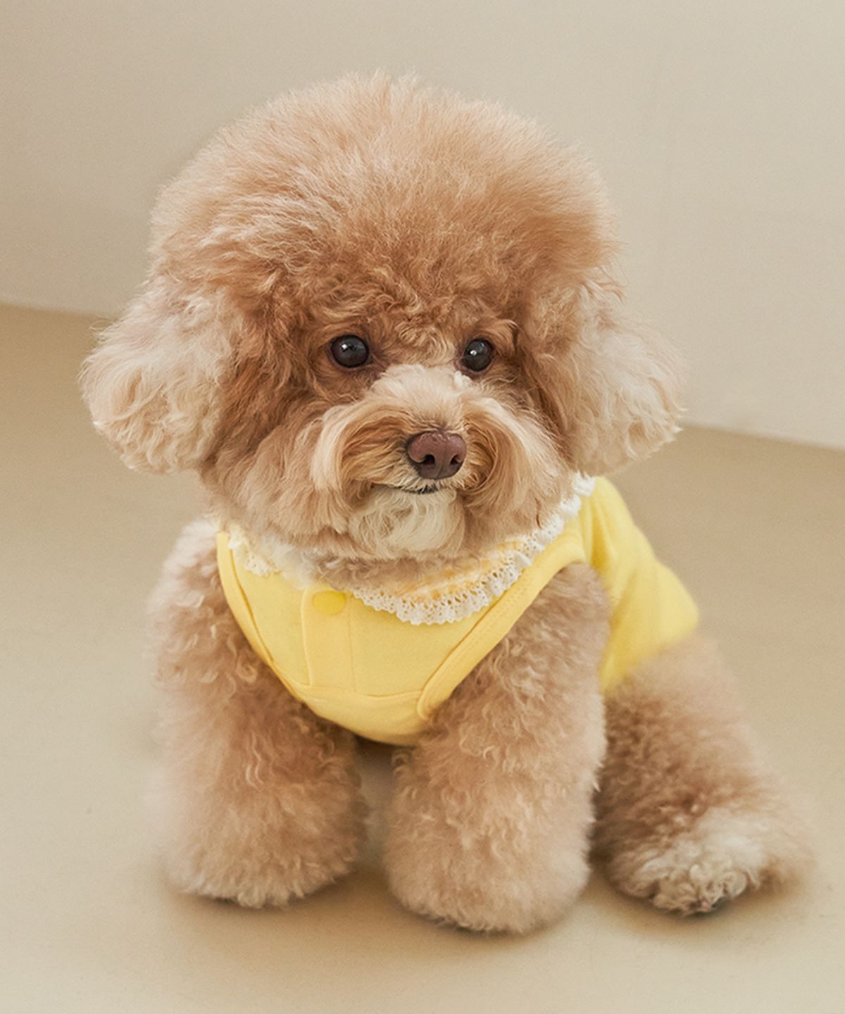 베일리(BAILEY) 강아지실내복 코지 세라티 옐로우