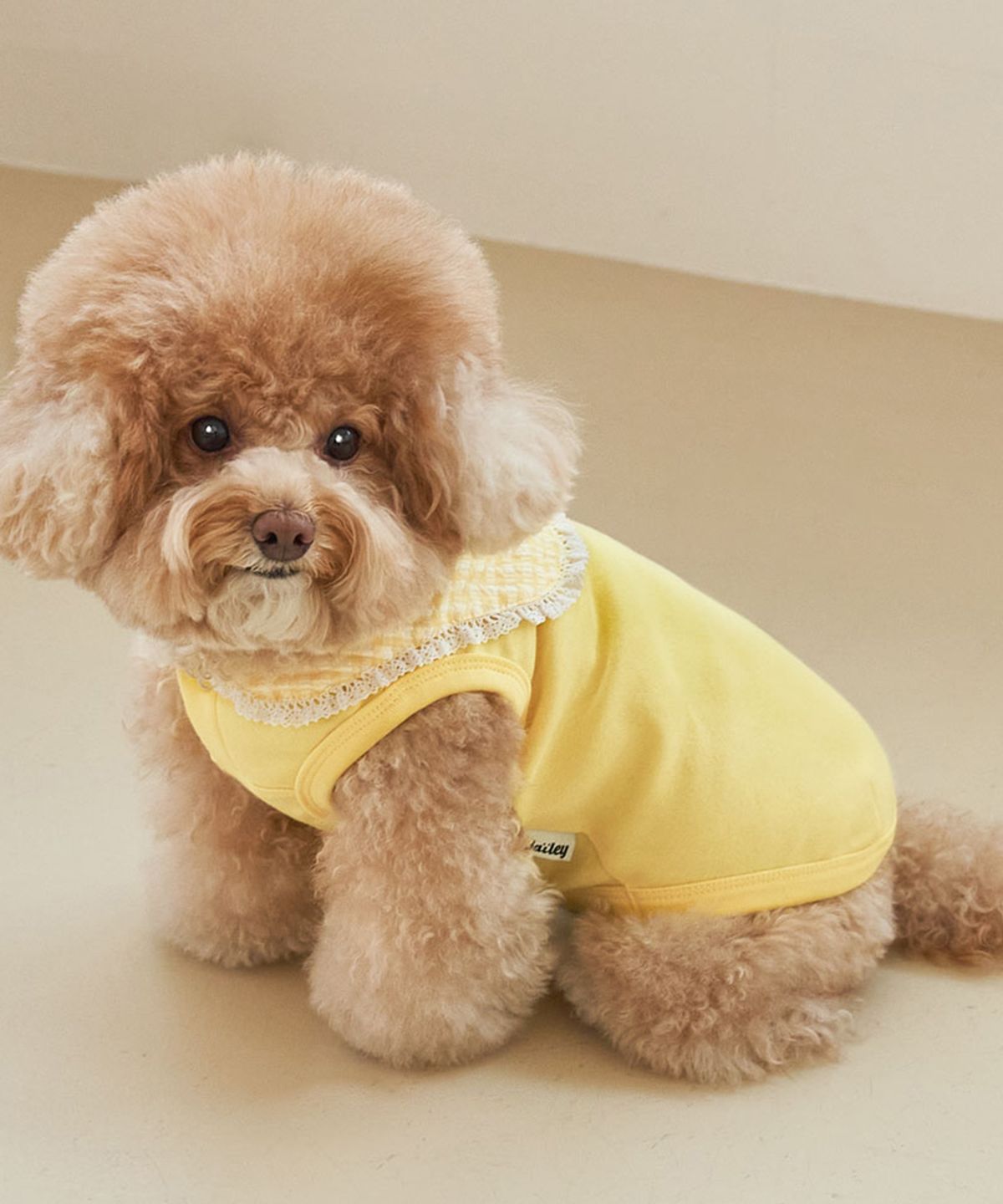 베일리(BAILEY) 강아지실내복 코지 세라티 옐로우