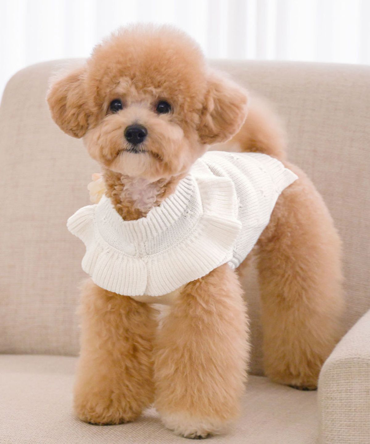베일리(BAILEY) 강아지 앨리 프릴 니트 스웨터 크림