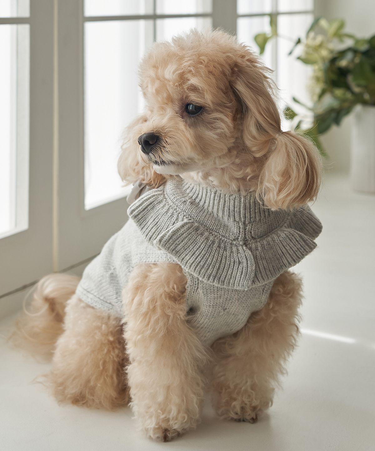 베일리(BAILEY) 강아지 앨리 프릴 니트 스웨터 그레이