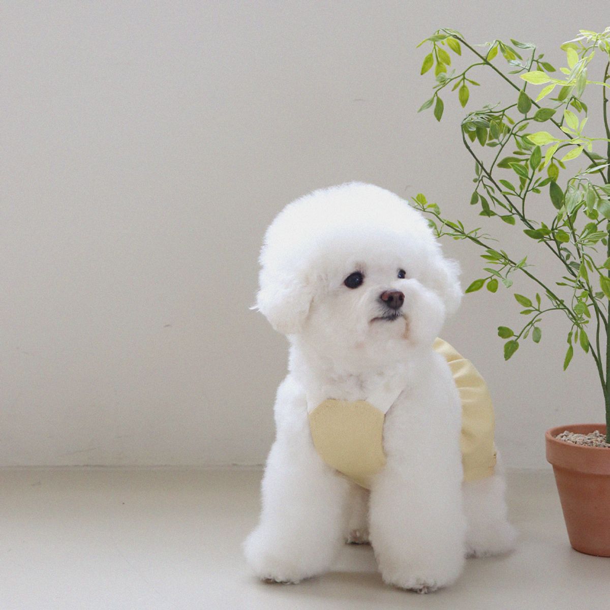쉬오트(CHIOT) 러브썸 볼륨 오버롤 (옐로우)