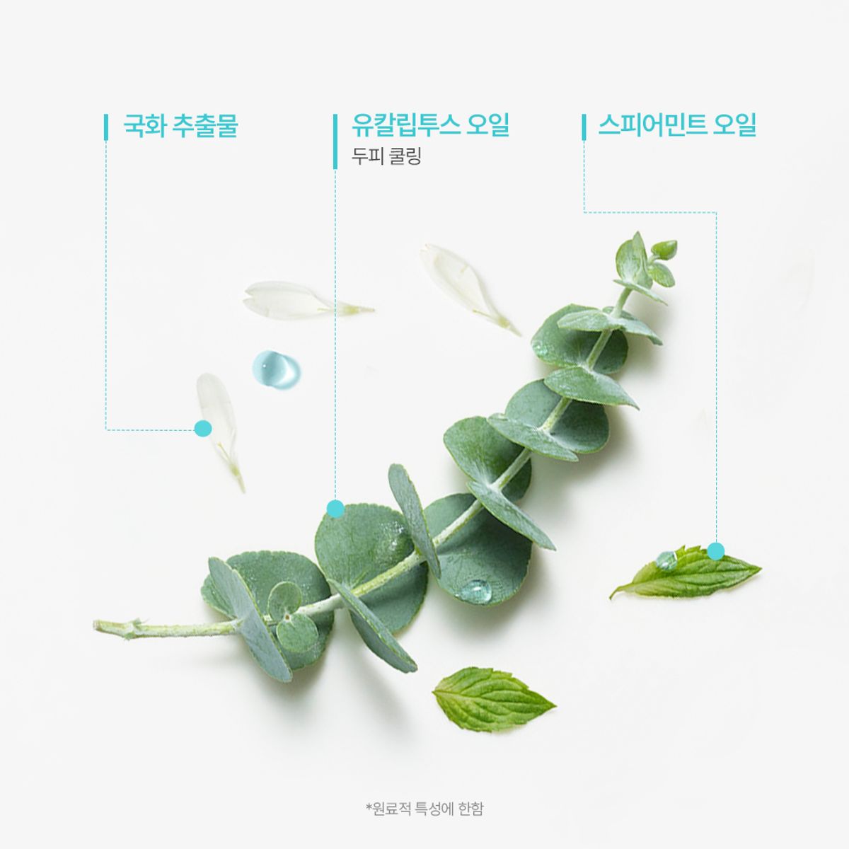 르네휘테르(RENE FURTERER) 아스테라 프레쉬 샴푸 200ml