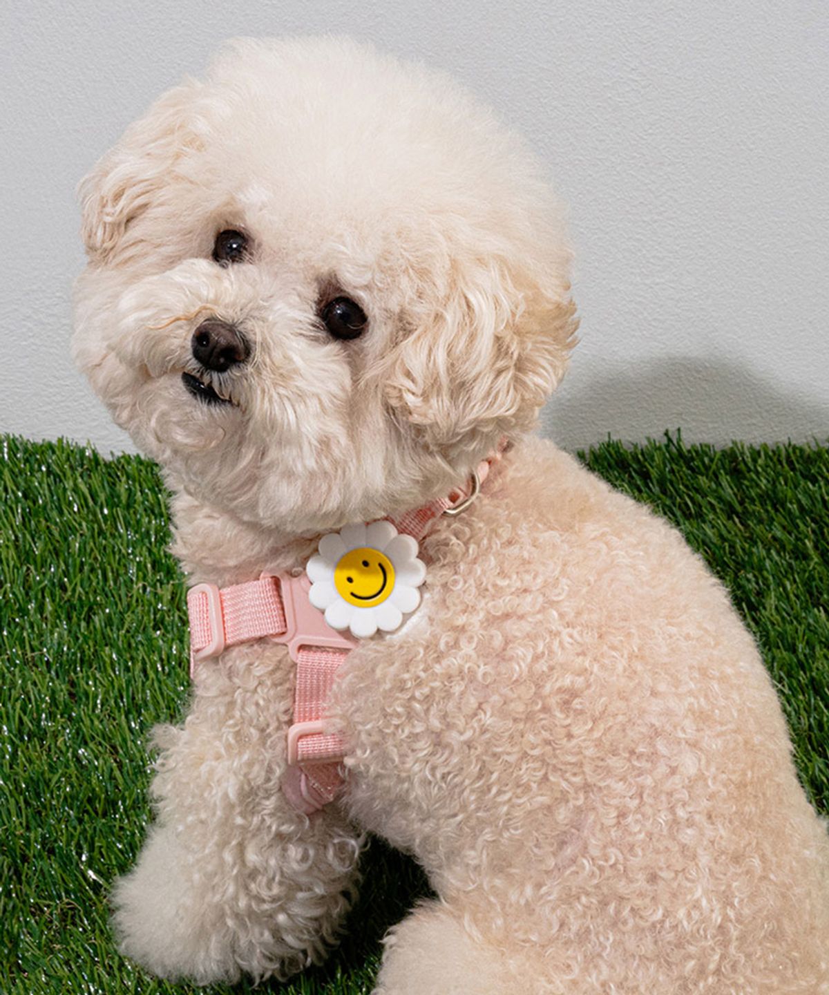 베일리(BAILEY) 강아지 충전식 LED블링커