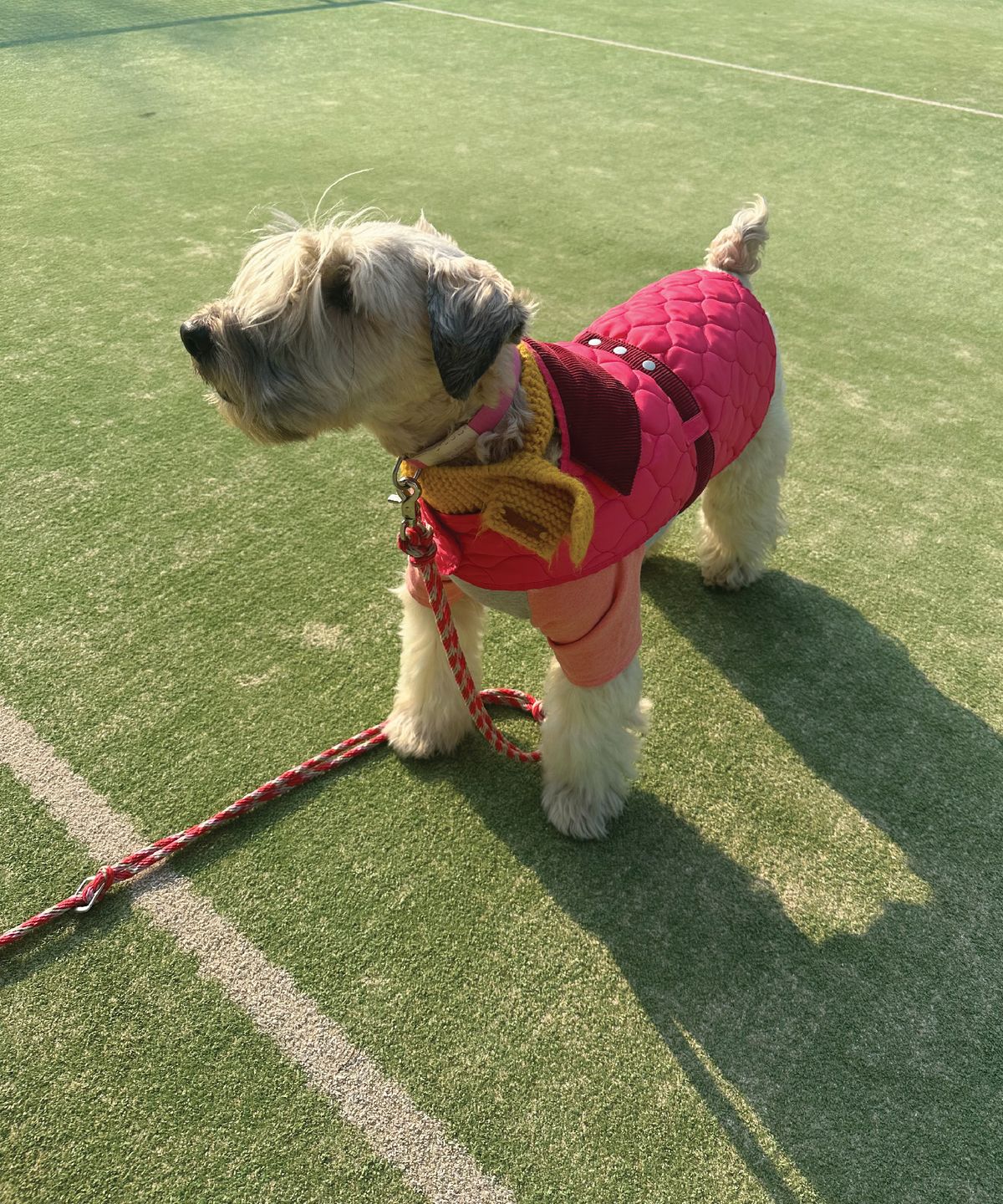 헤이쥬드(HEYJUD) Hey Dog Padding 헤이 독 패딩 (Sera Magenta)