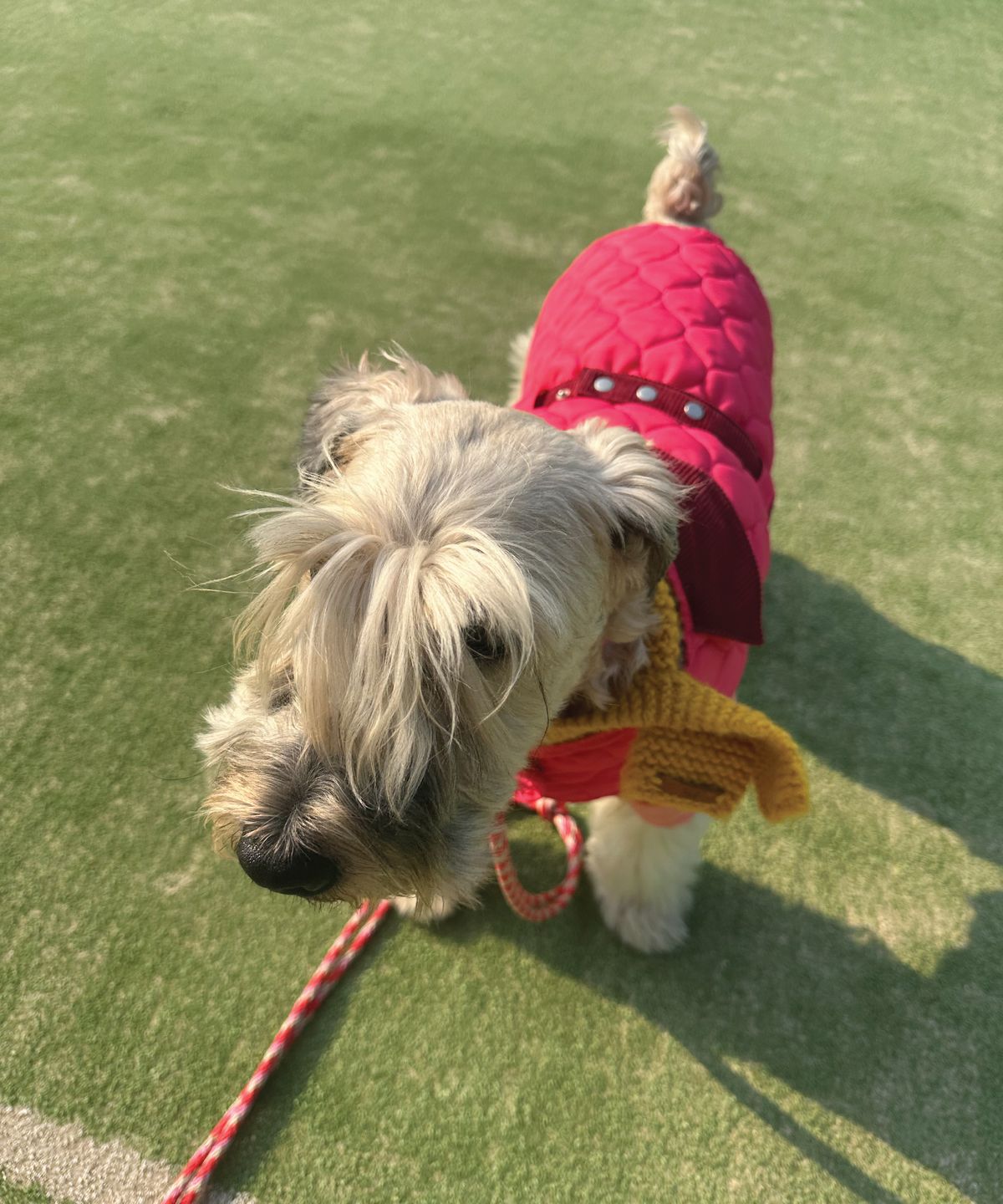헤이쥬드(HEYJUD) Hey Dog Padding 헤이 독 패딩 (Sera Magenta)