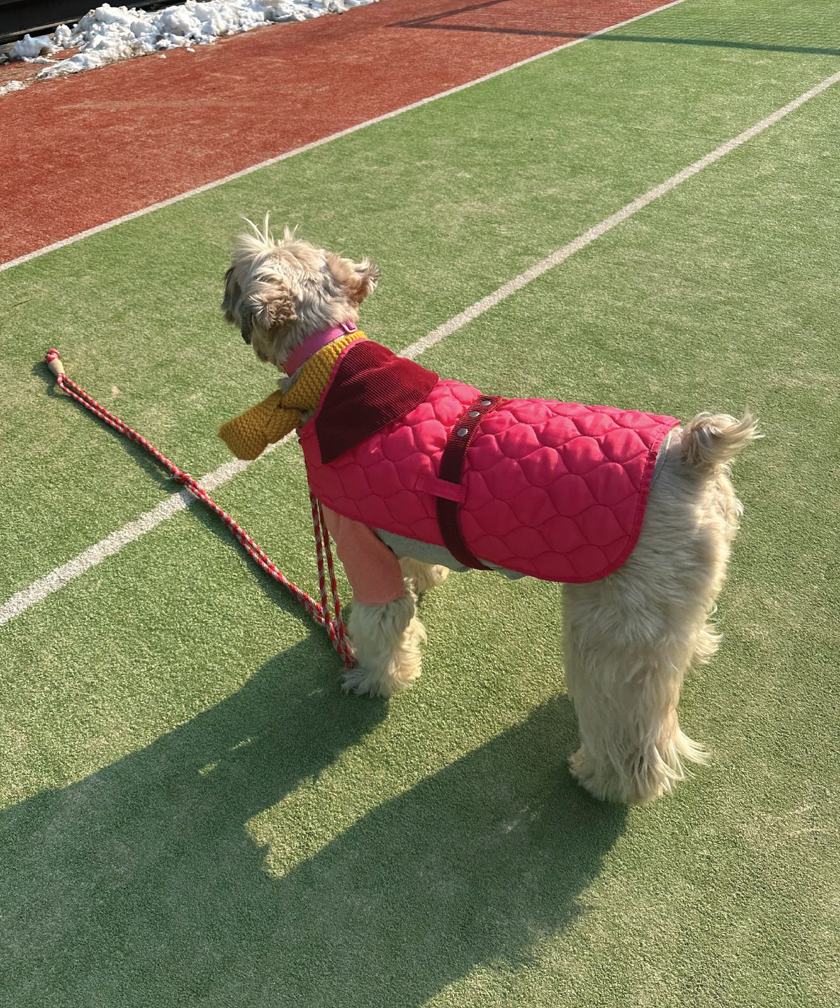 헤이쥬드(HEYJUD) Hey Dog Padding 헤이 독 패딩 (Sera Magenta)