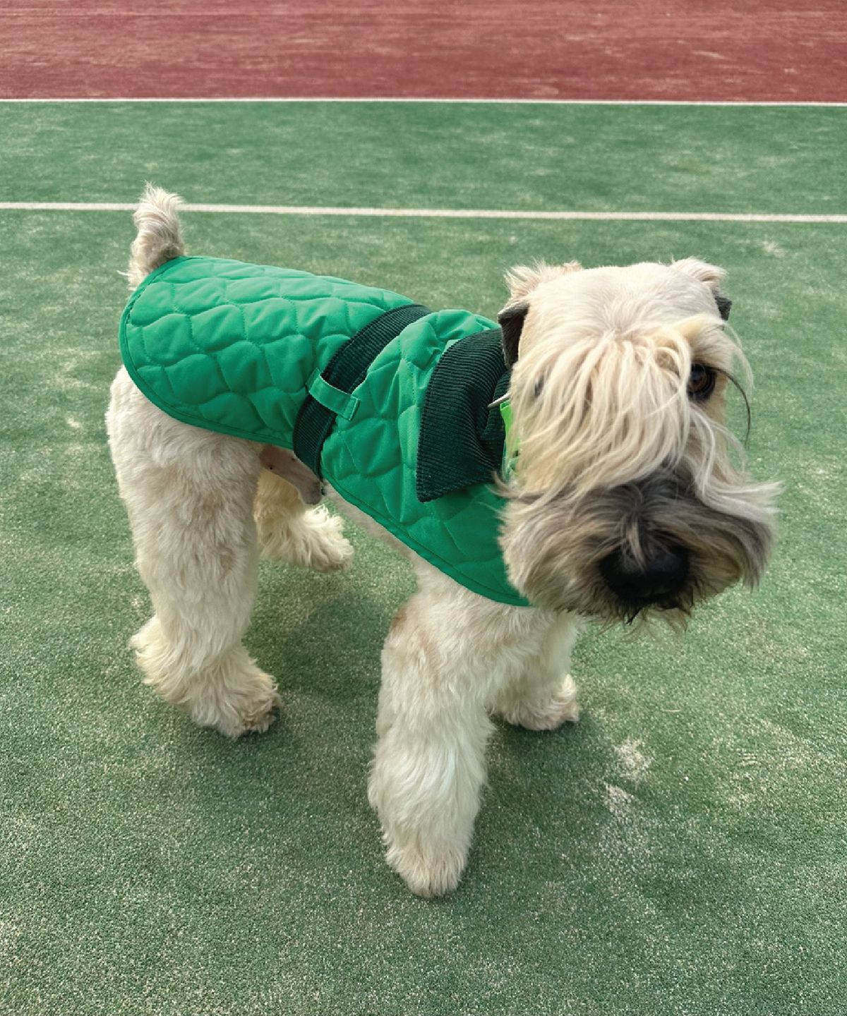 헤이쥬드(HEYJUD) Hey Dog Padding 헤이 독 패딩 (Soul Green)