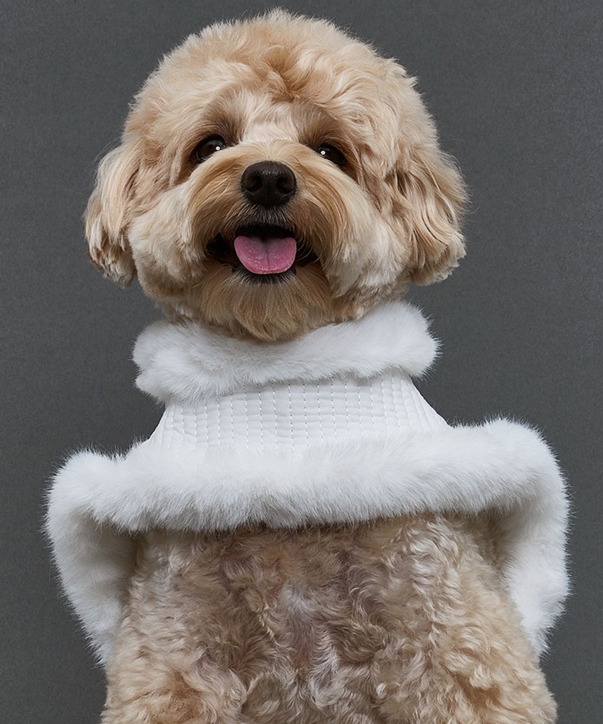 도그아이(DOGI) 강아지 한복 배자