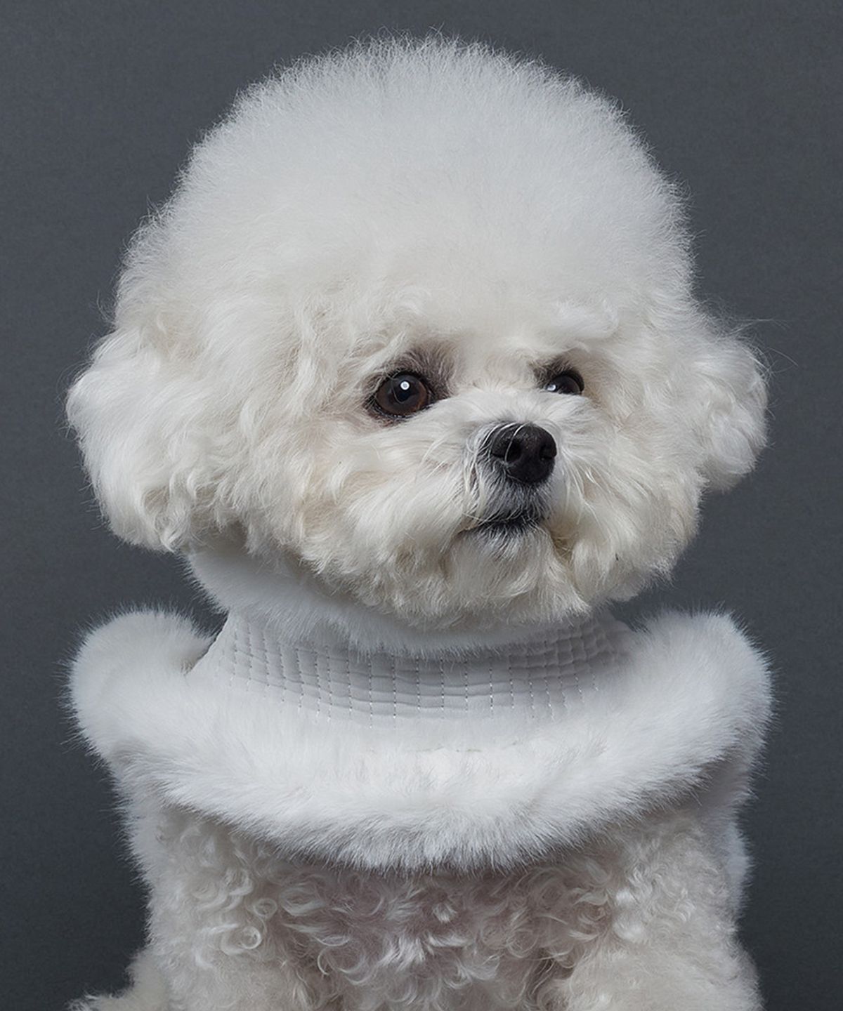 도그아이(DOGI) 강아지 한복 배자