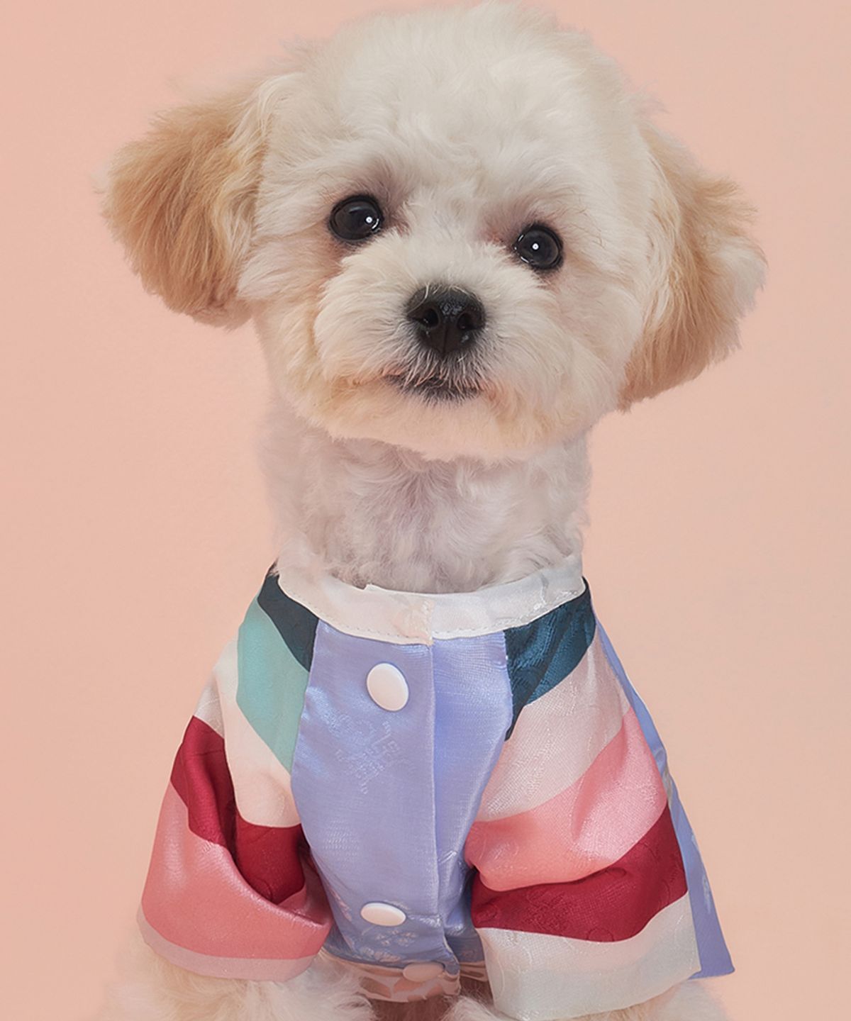 도그아이(DOGI) 강아지 남아은사단한복 벽자블루