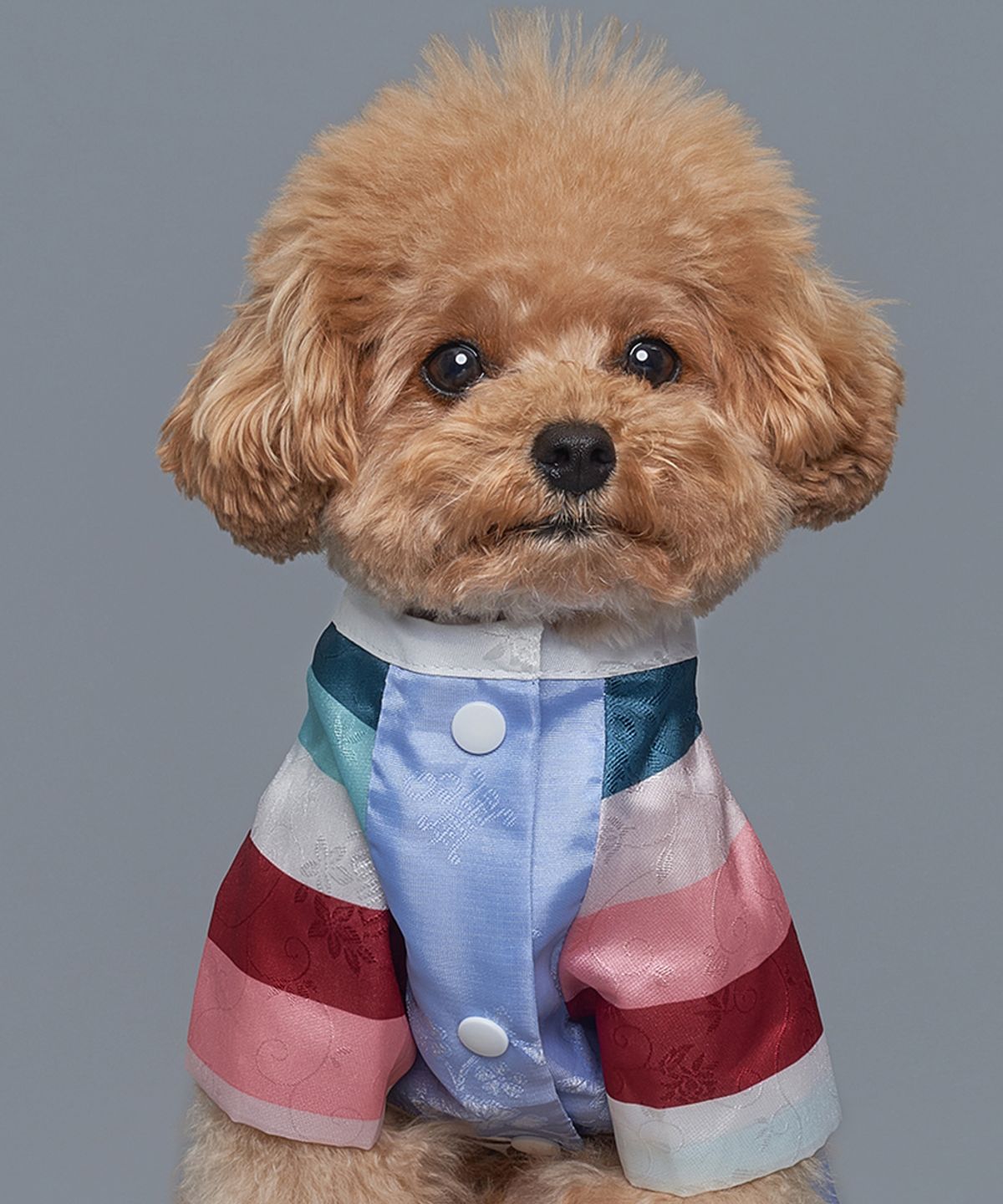 도그아이(DOGI) 강아지 남아은사단한복 벽자블루
