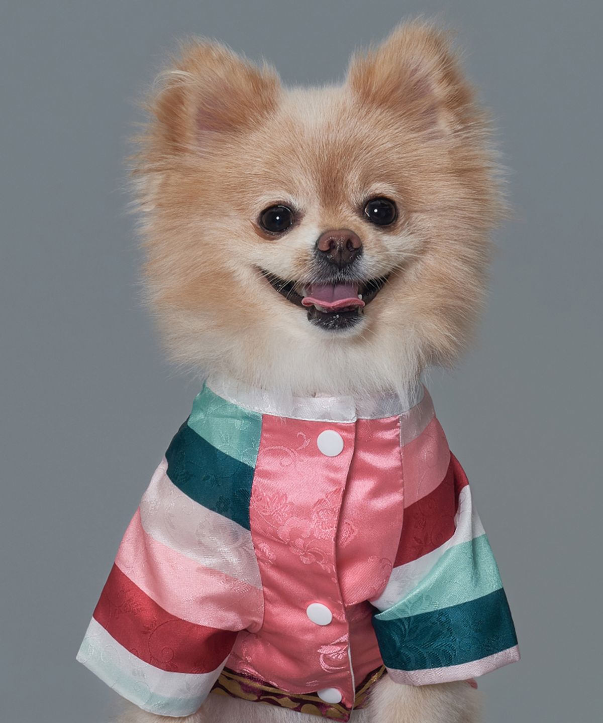 도그아이(DOGI) 강아지 남아선경단한복 연지핑크