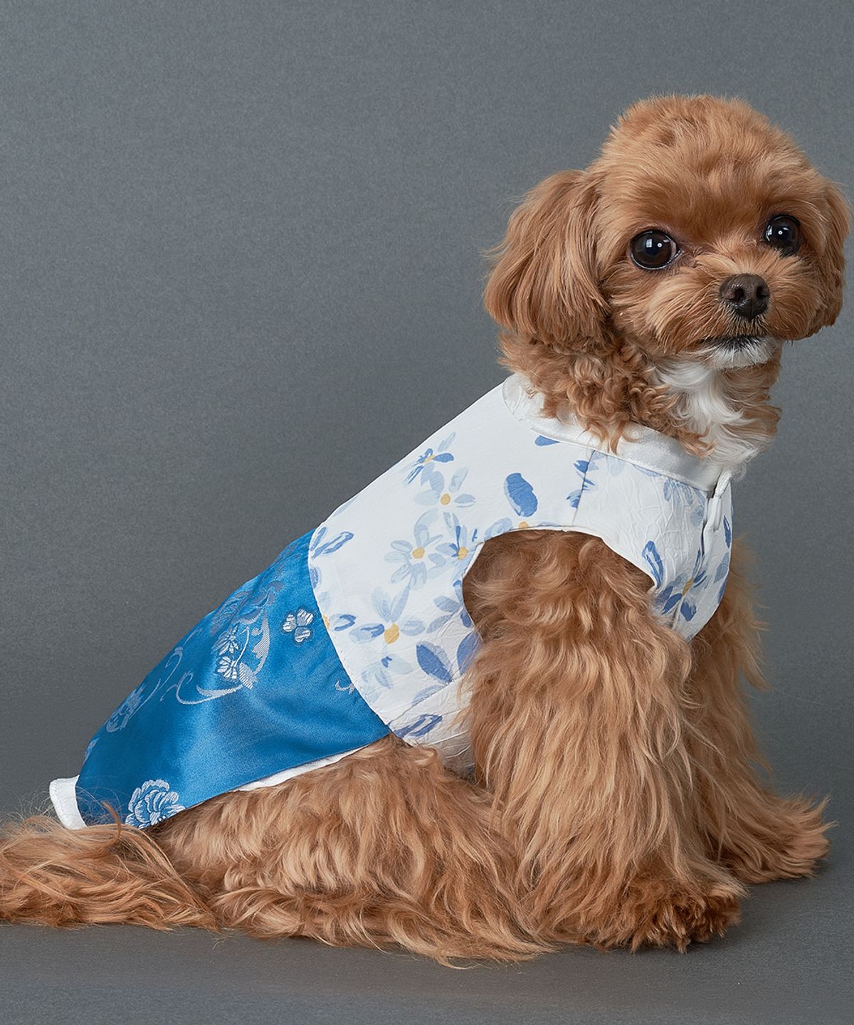 도그아이(DOGI) 강아지 남아꽃한복 블루