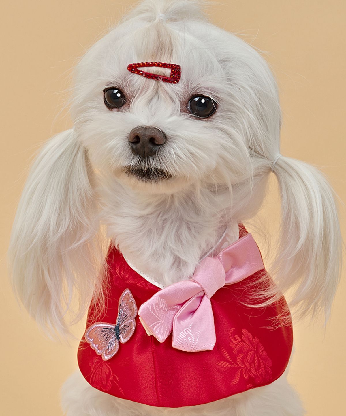 도그아이(DOGI) 강아지 나비 한복 케이프 레드