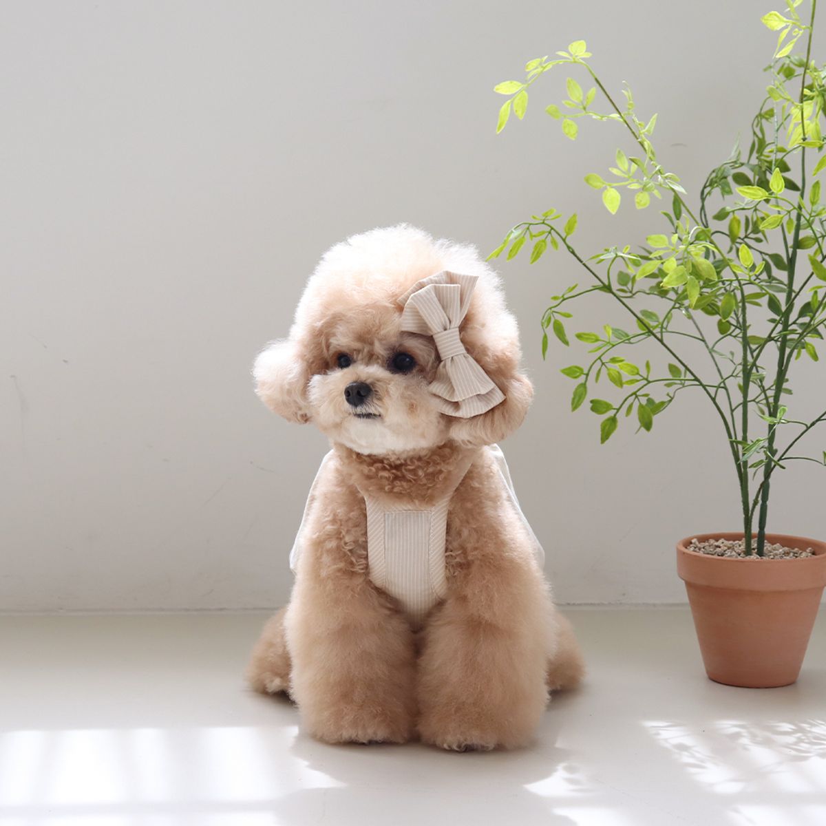 쉬오트(CHIOT) 베이비 벌룬 탑 (버터베이지)