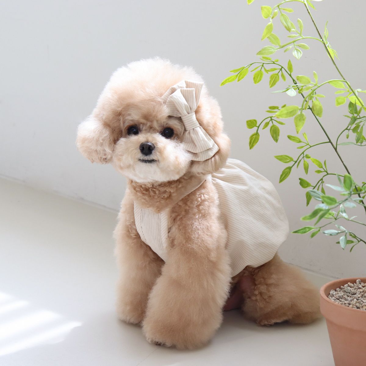 쉬오트(CHIOT) 베이비 벌룬 탑 (버터베이지)