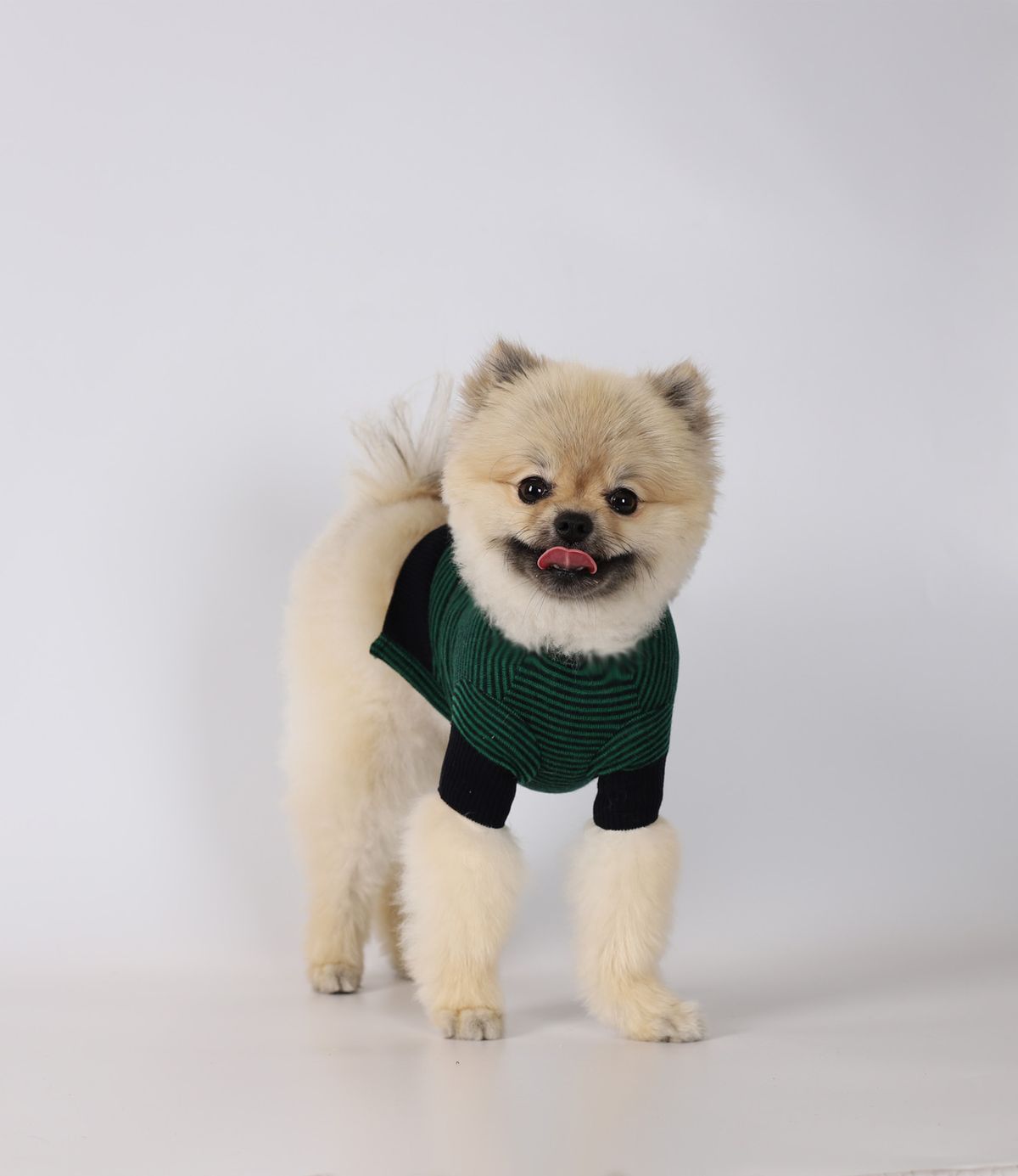 몽루(MONLOUP) 파인트리
