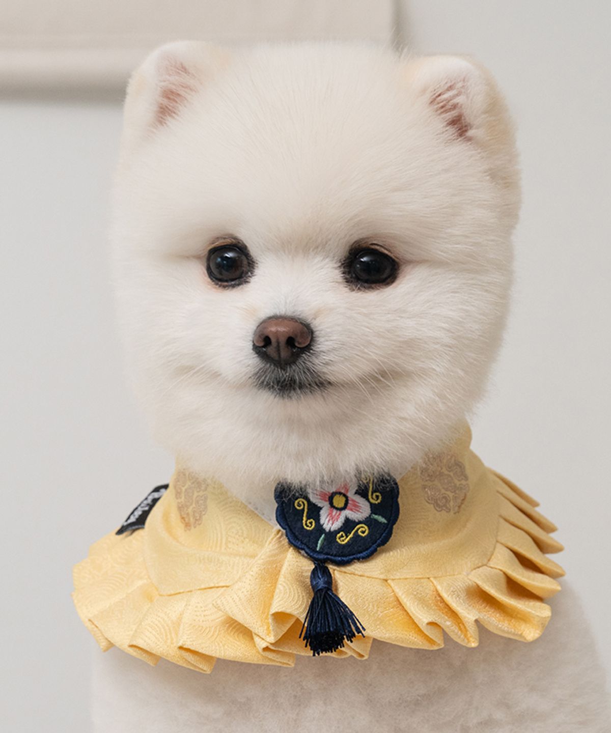 베일리(BAILEY) 강아지 설날 소담 한복 케이프 개나리