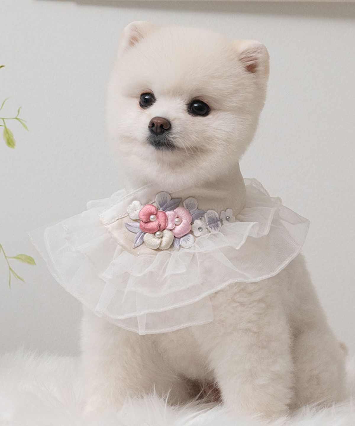 베일리(BAILEY) 강아지 설날 하린 한복 케이프 진주빛