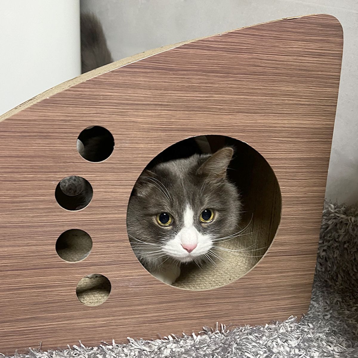 개과천선(GAEKWACHEONSUN) 키츠 고양이 스크래쳐 숨숨집 브라운
