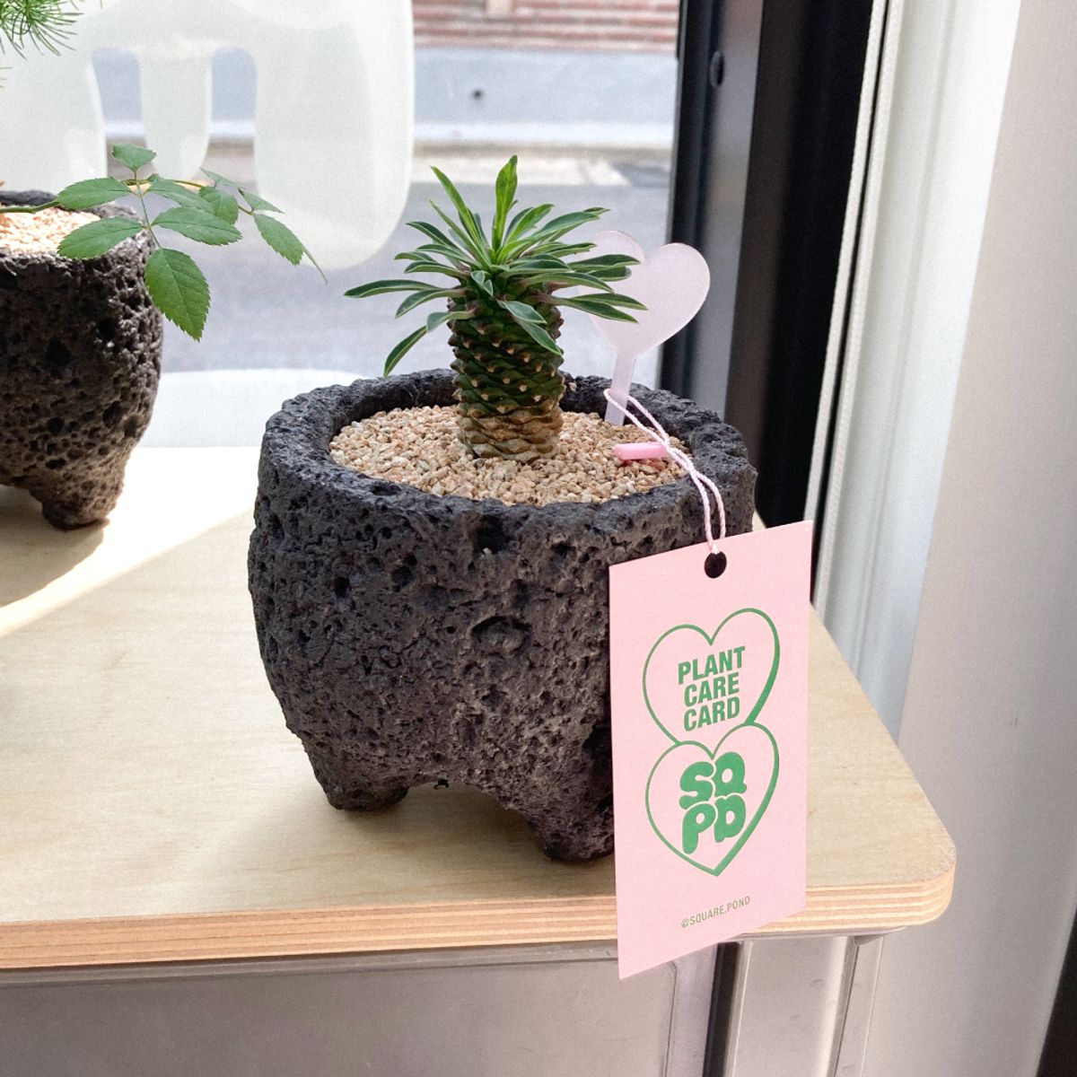 식물가게 스퀘어폰드(SQUAREPOND) 괴마옥 선인장 미니 화분