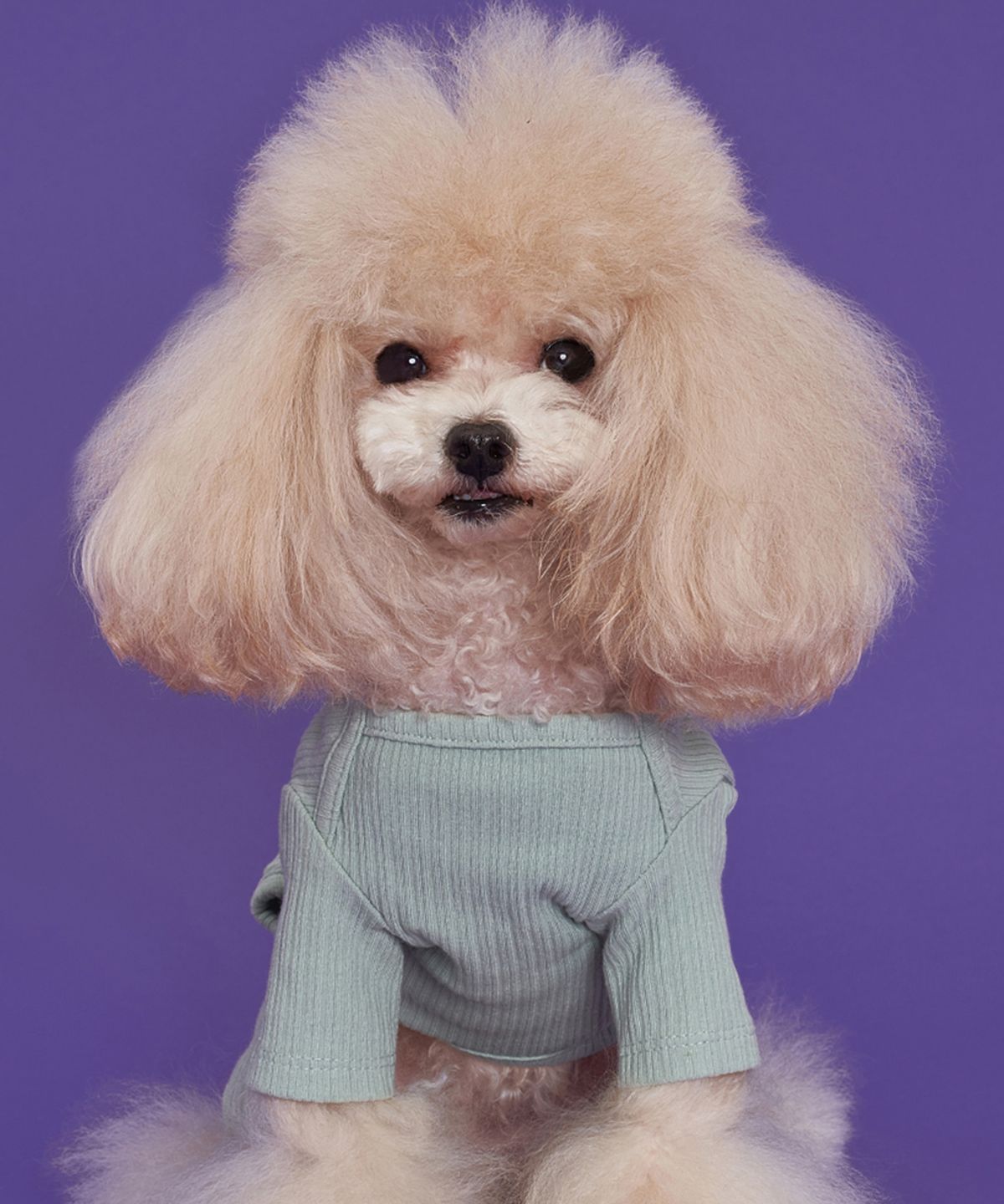 도그아이(DOGI) 강아지 파스텔 골지 올인원 민트