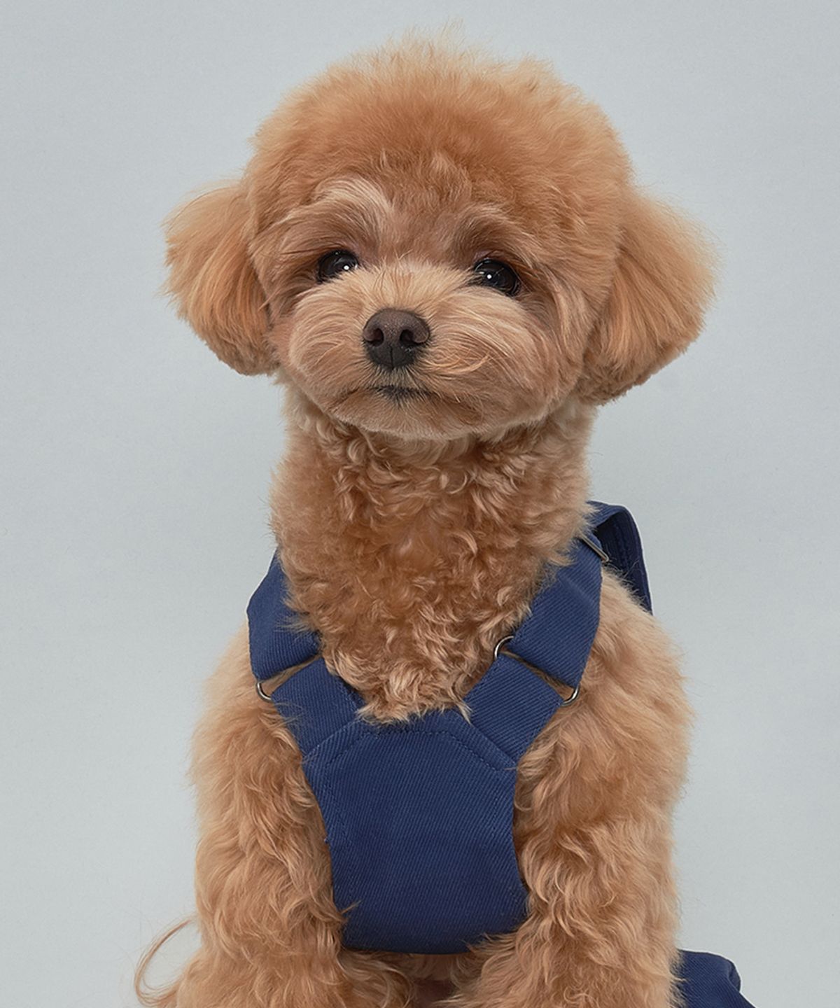 도그아이(DOGI) 강아지 베이직 코튼팬츠 네이비
