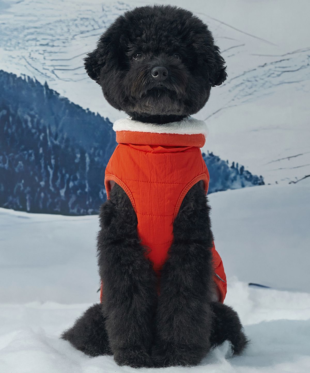 도그아이(DOGI) 강아지 아우터 넥워머 패딩 오렌지